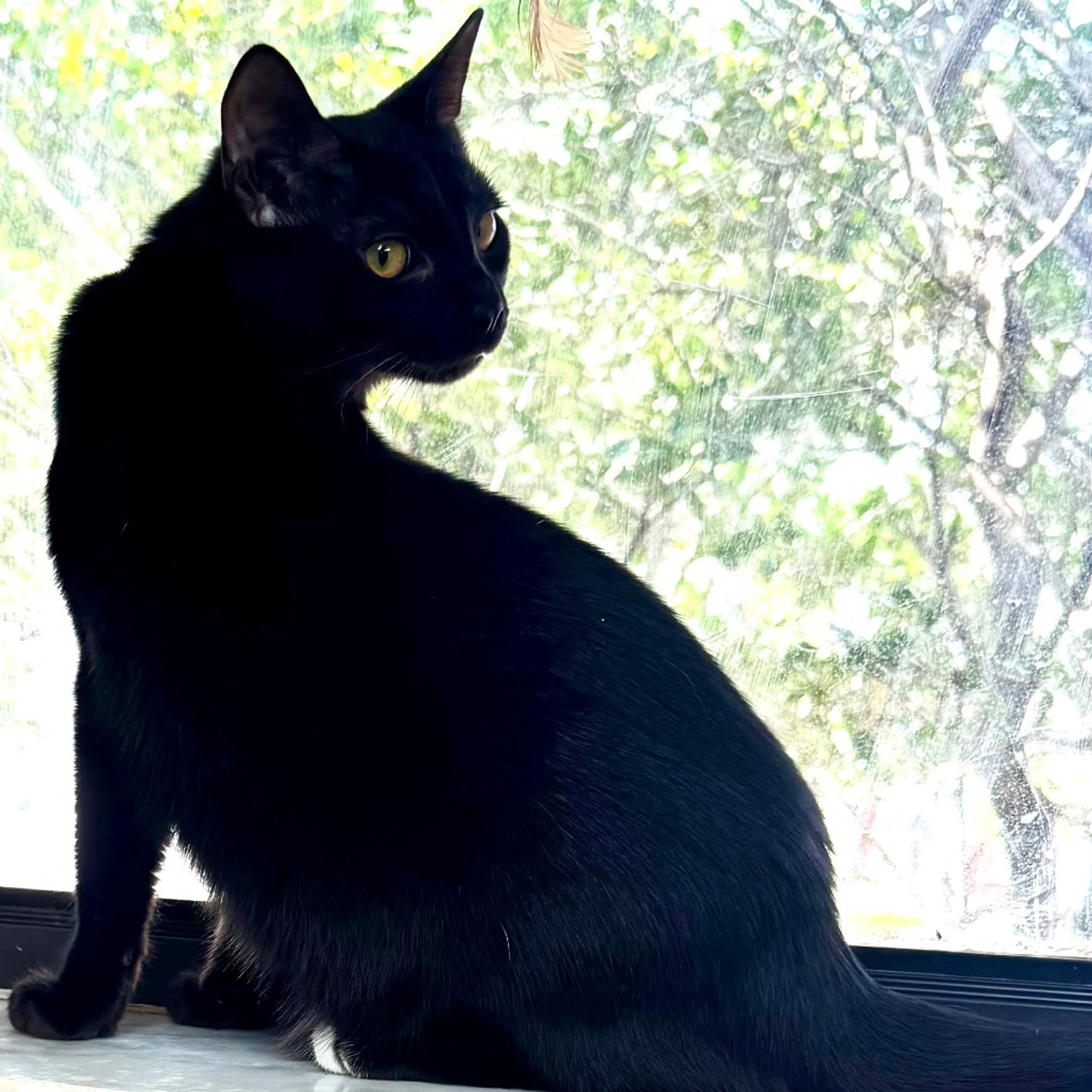 Found pet-0