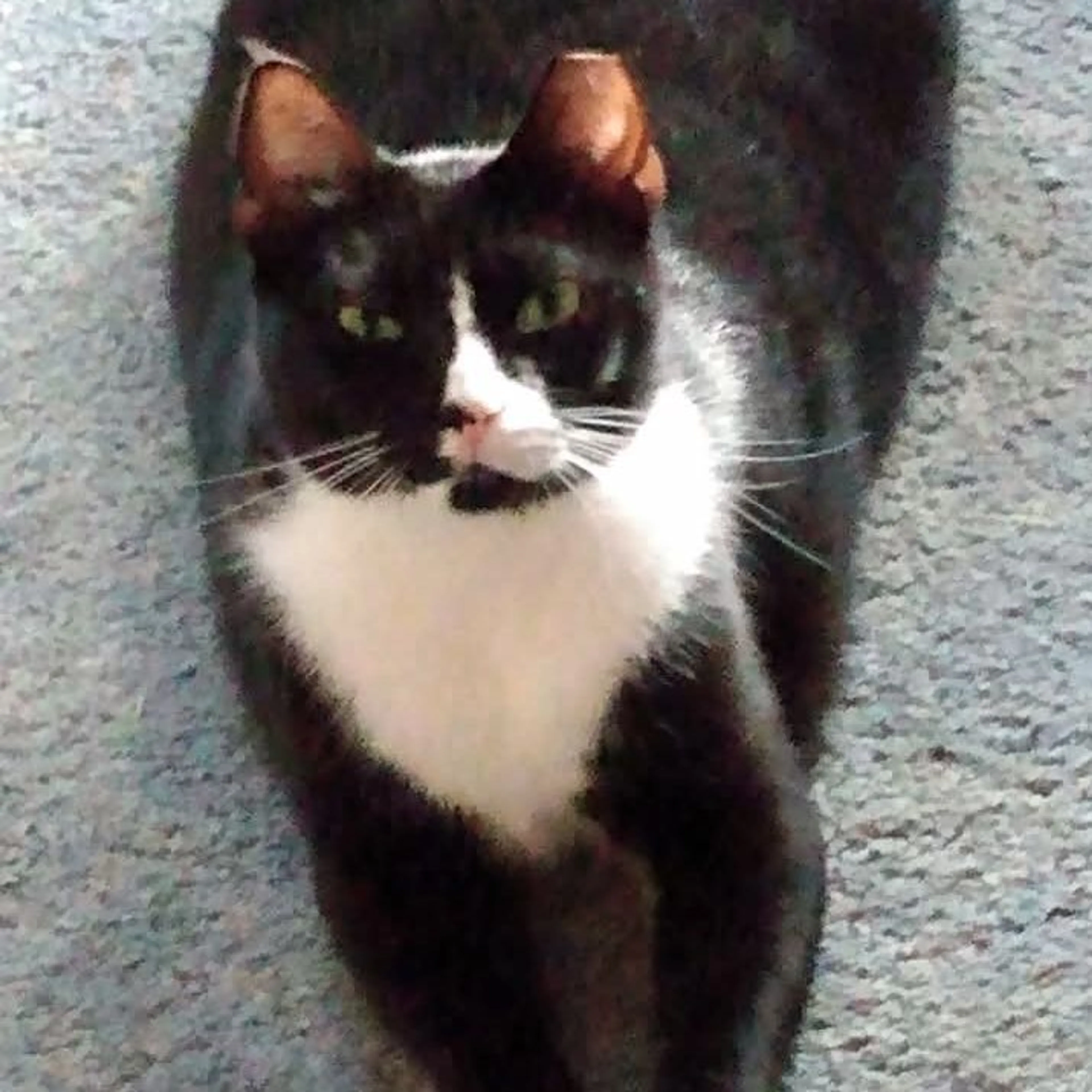 Lost pet-0