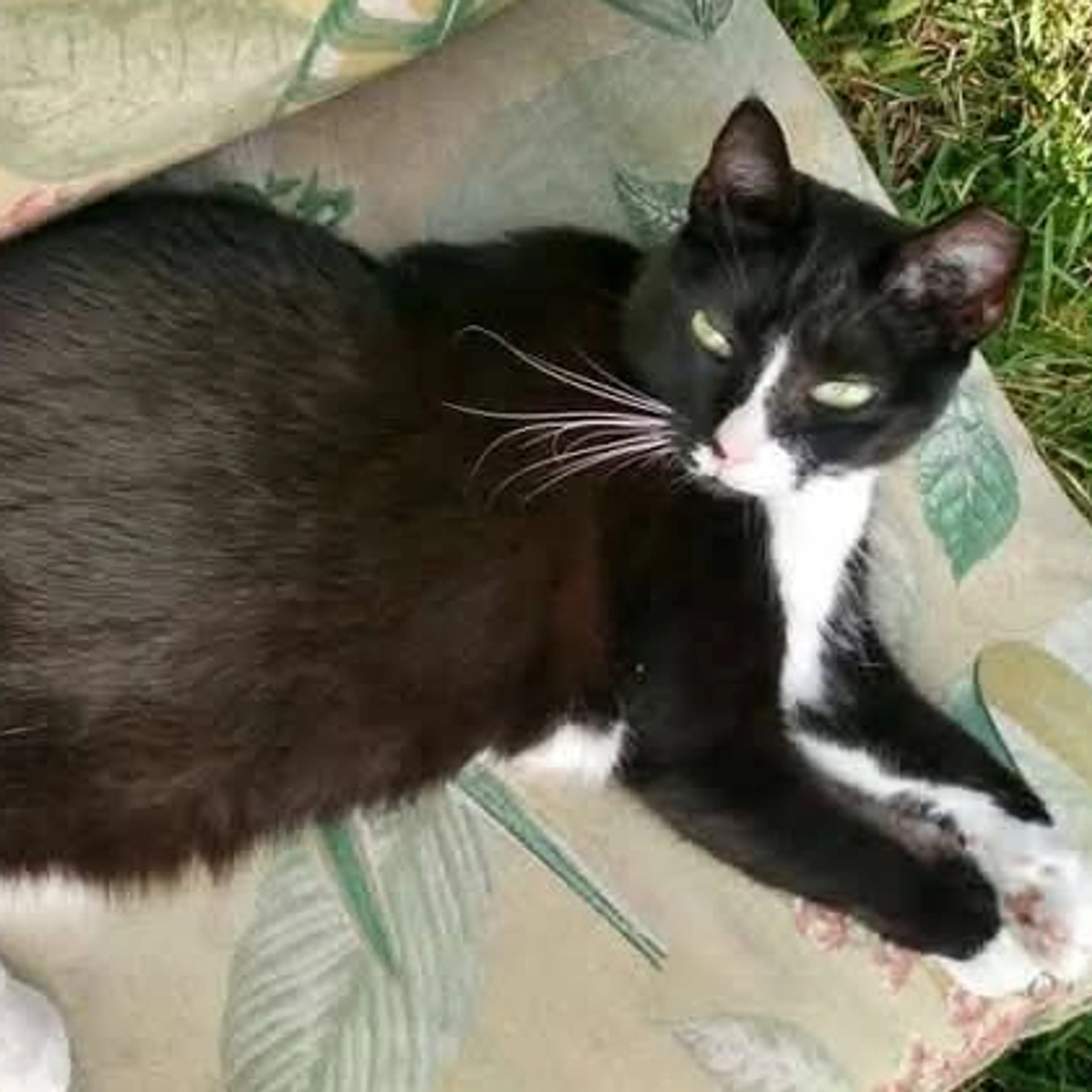 Lost pet-1