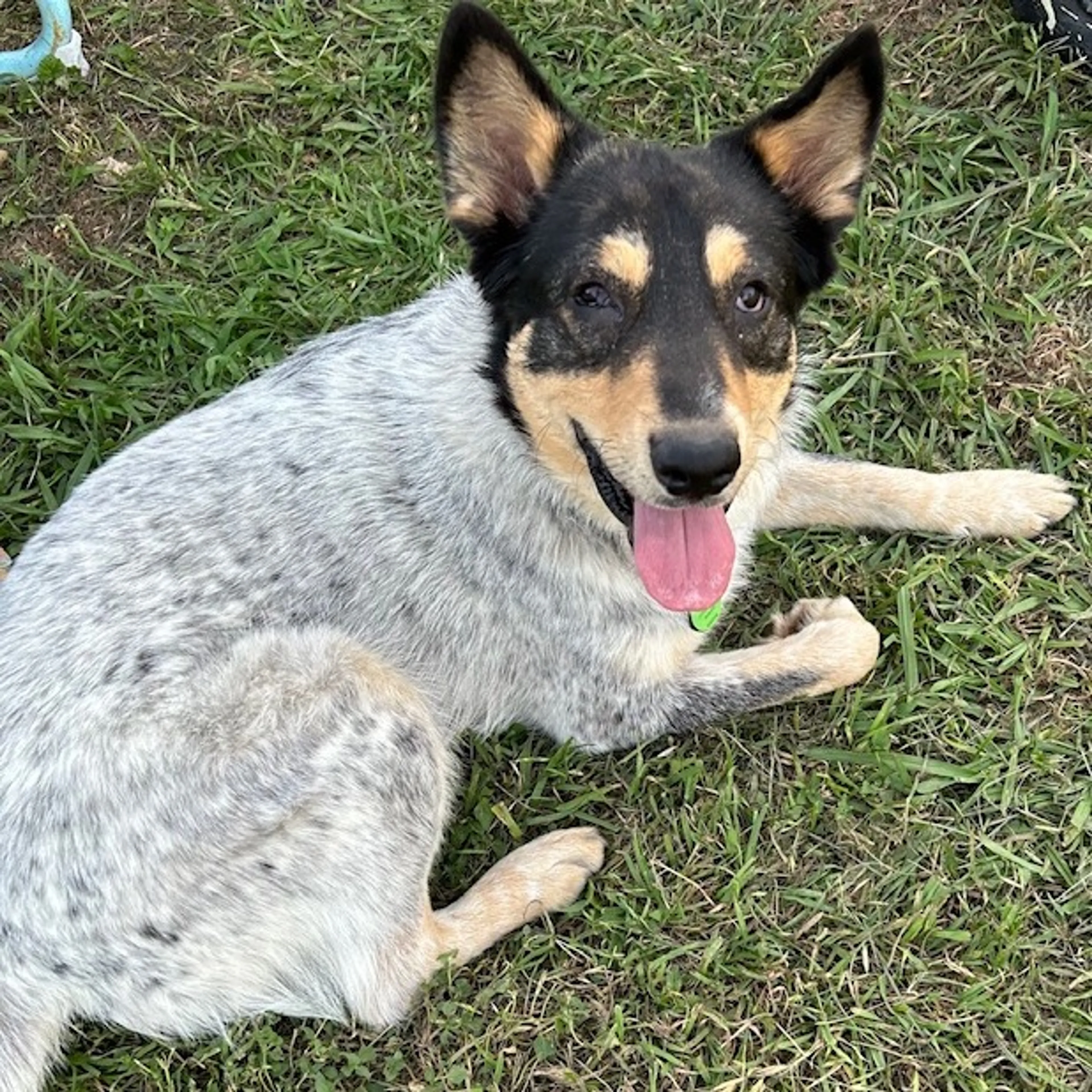 Found pet-1