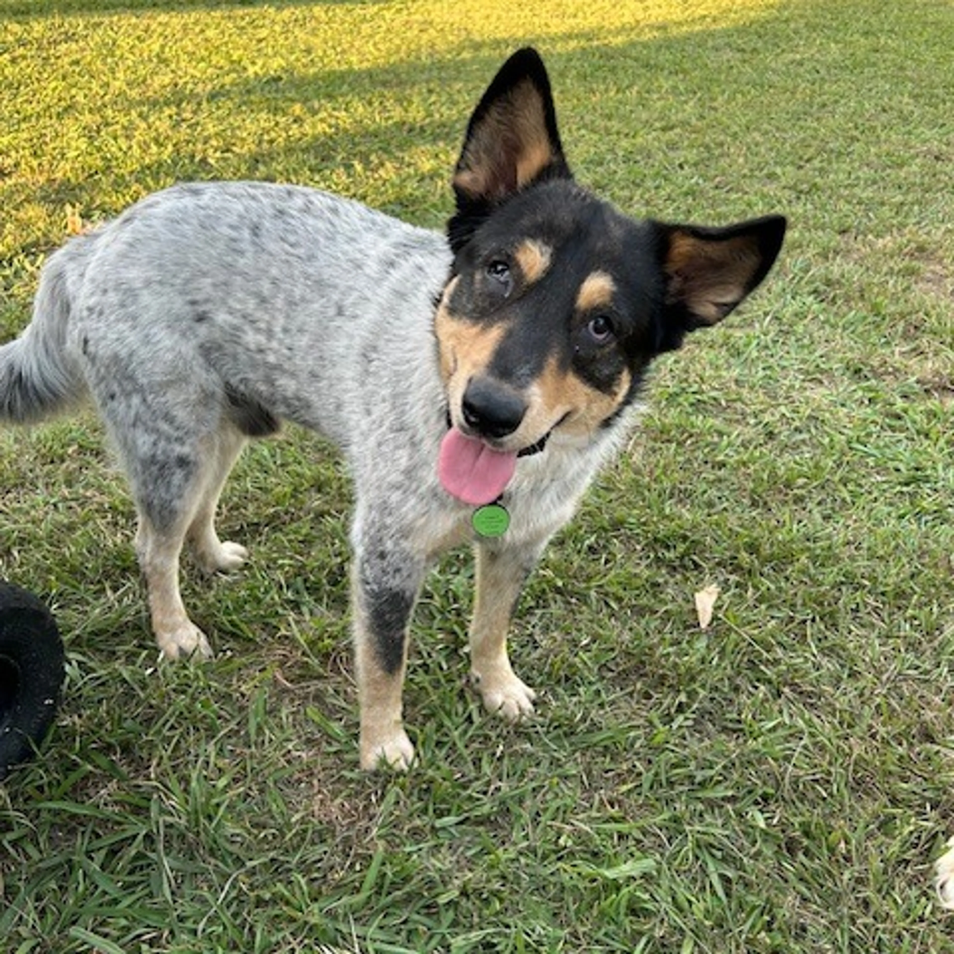 Found pet-0