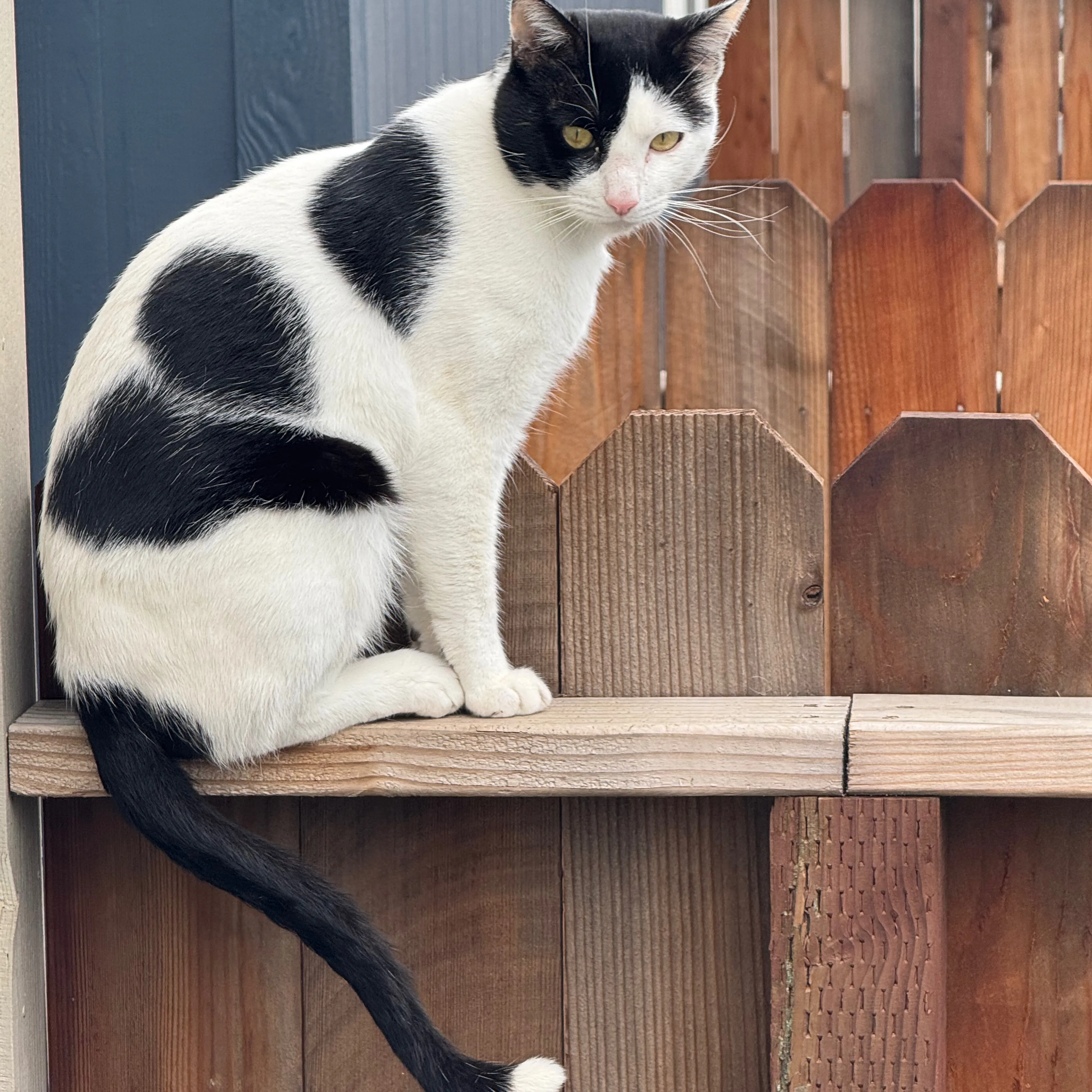 Lost pet-1