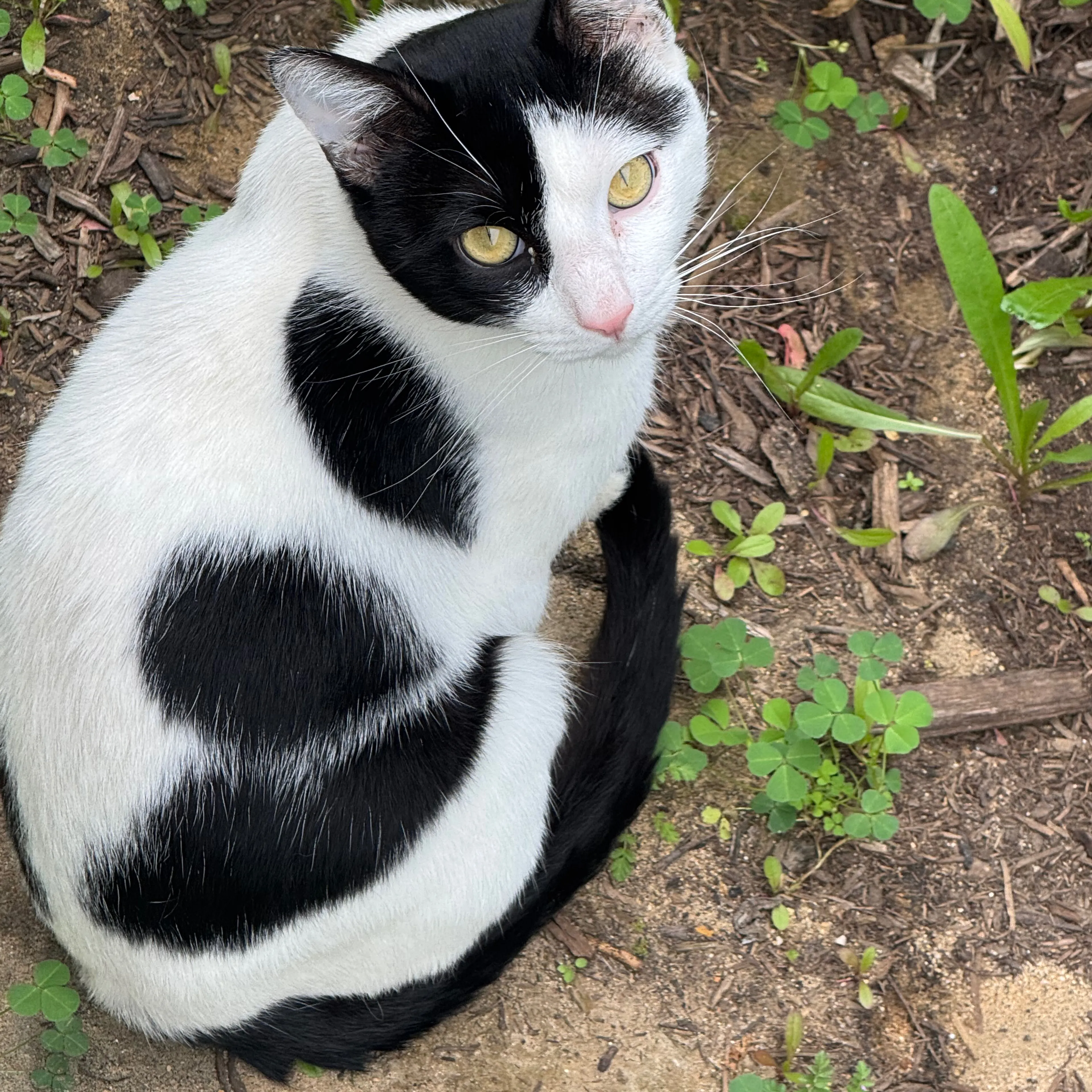 Lost pet-2