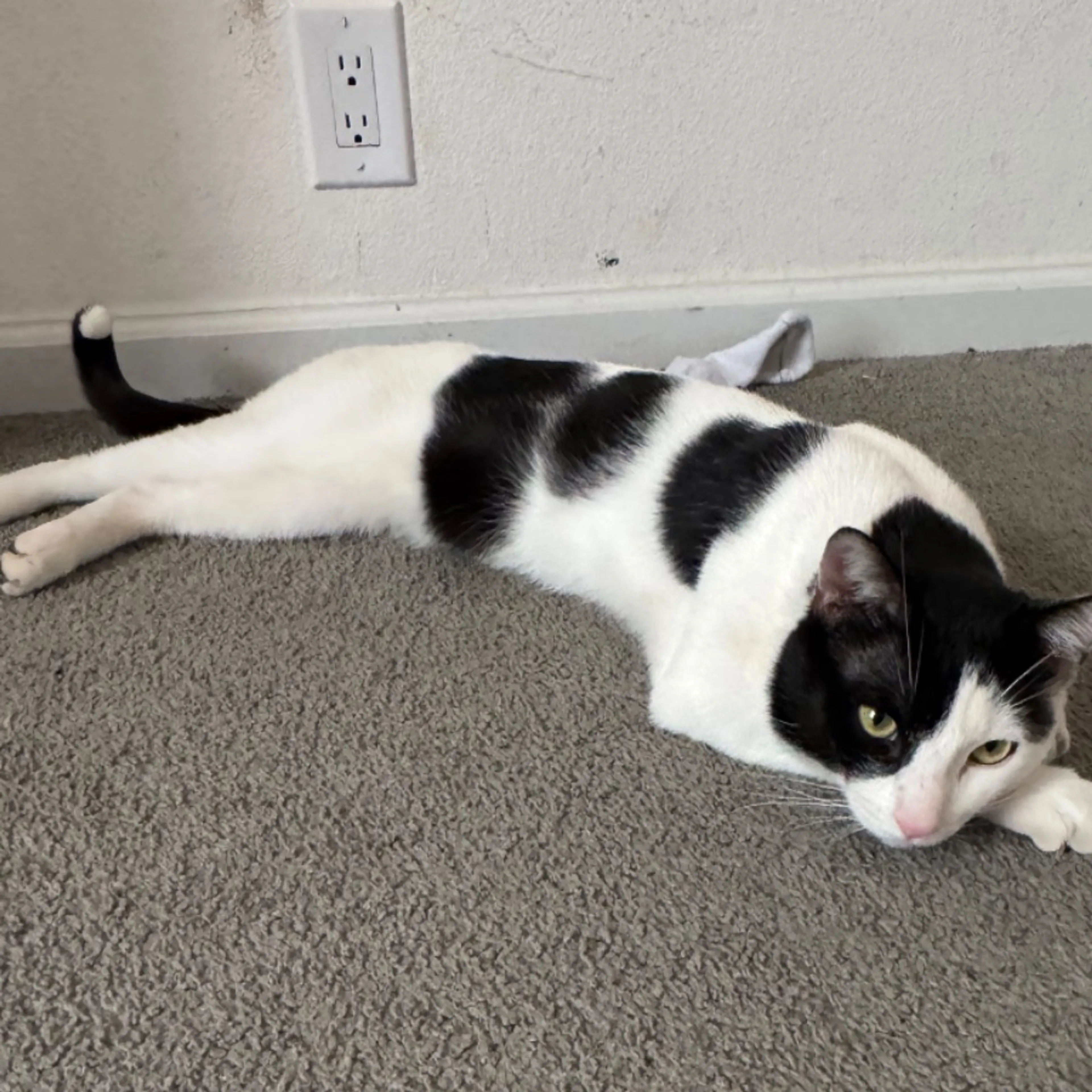 Lost pet-0