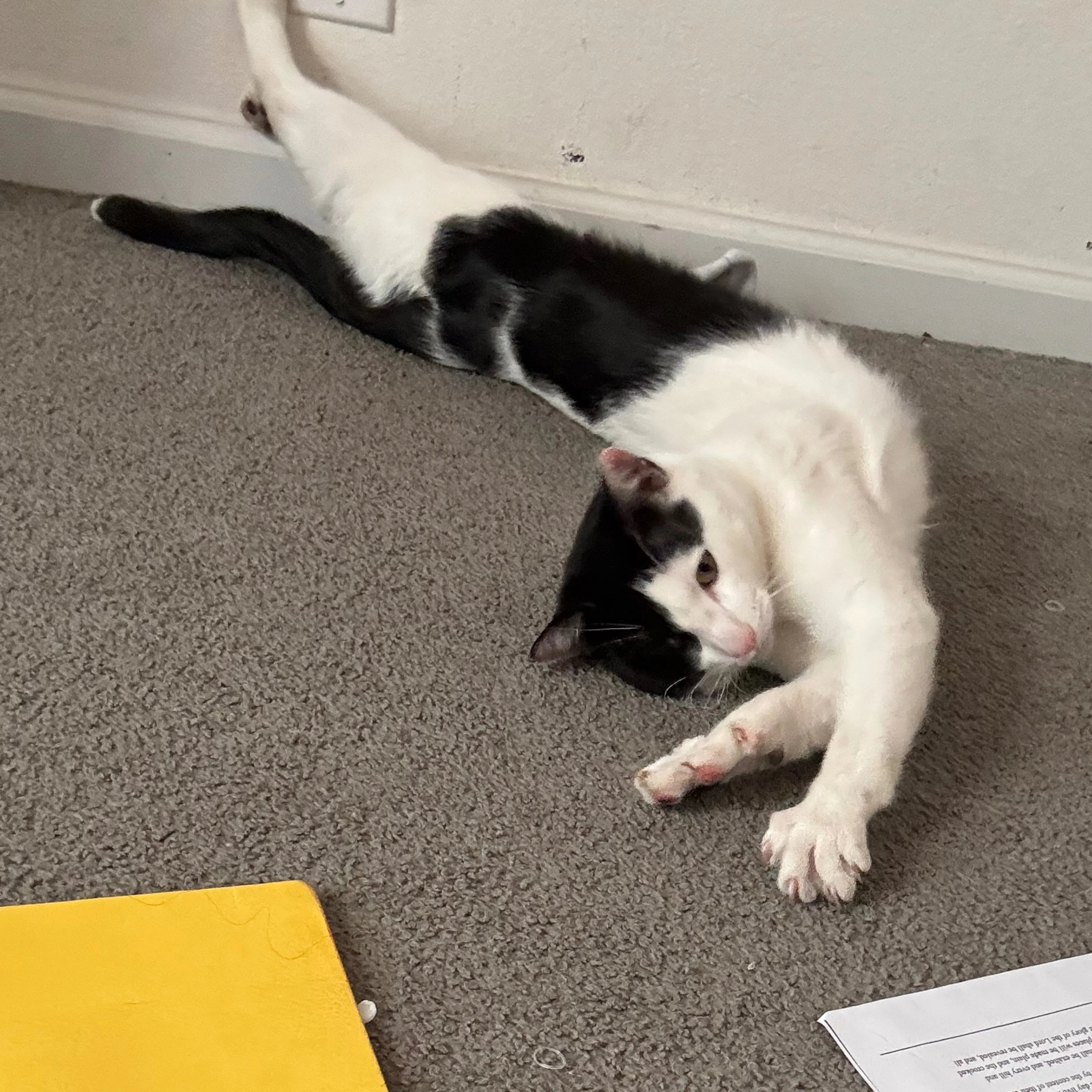Lost pet-3