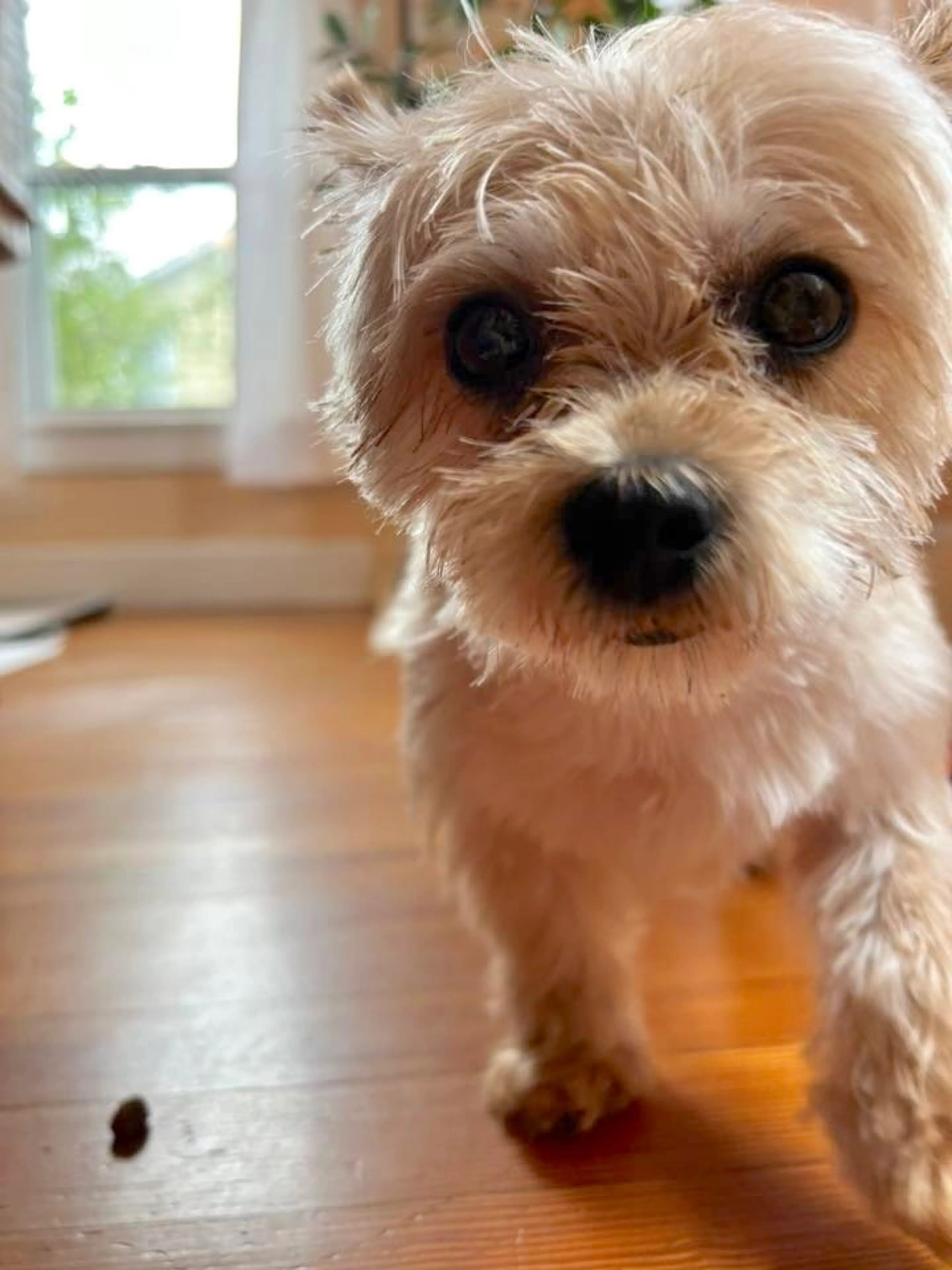 Found pet-3