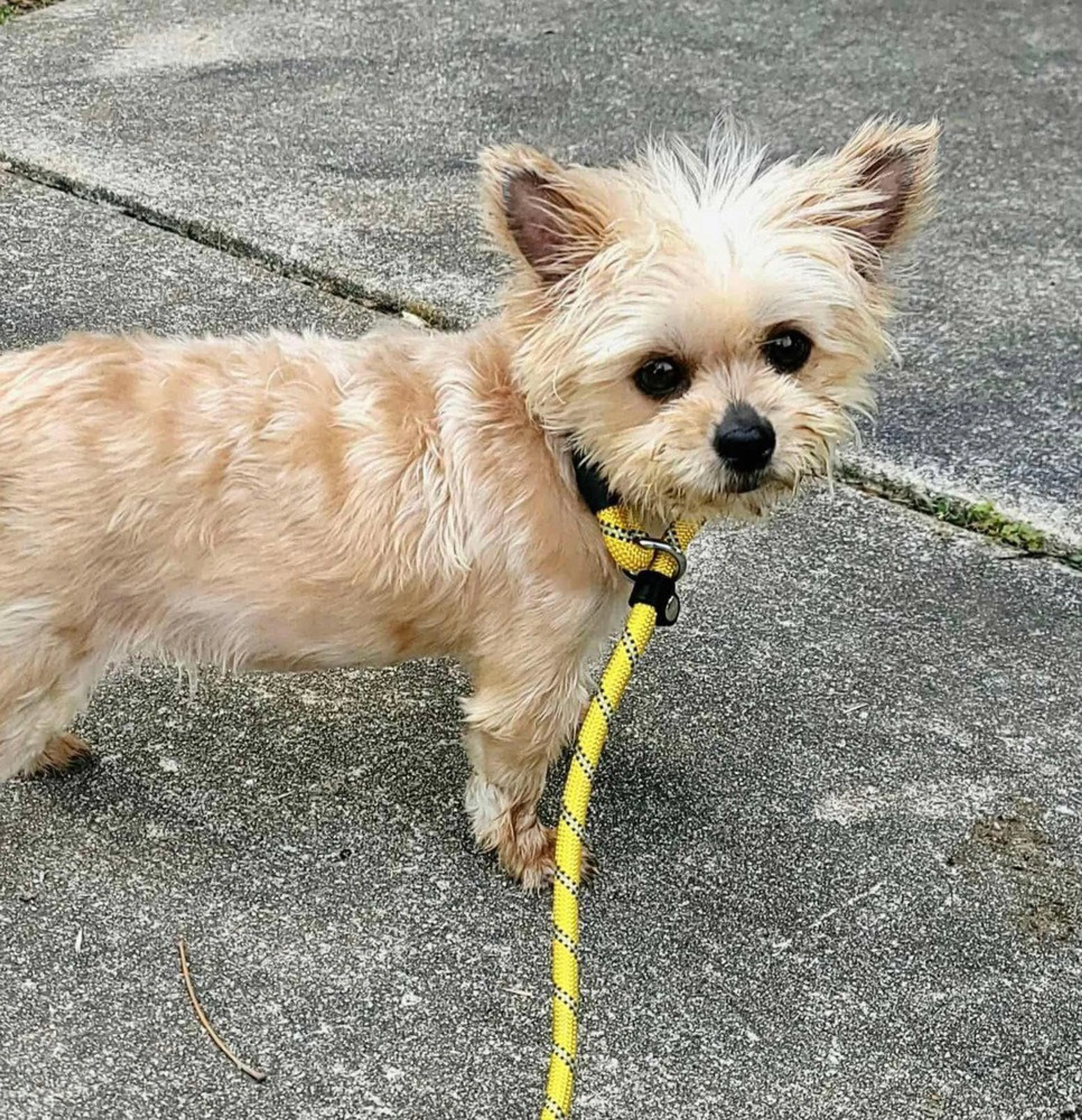 Found pet-1