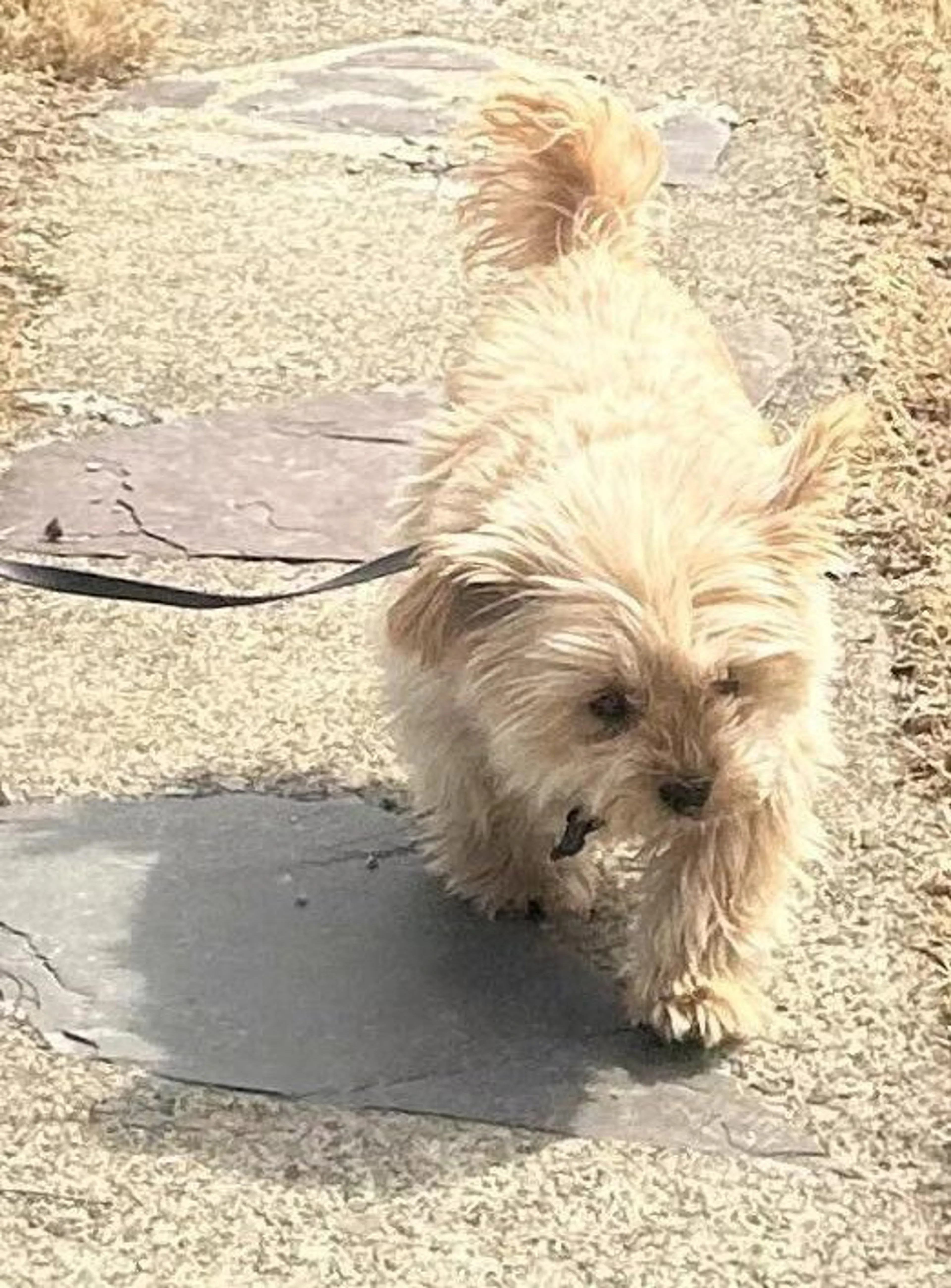 Found pet-2