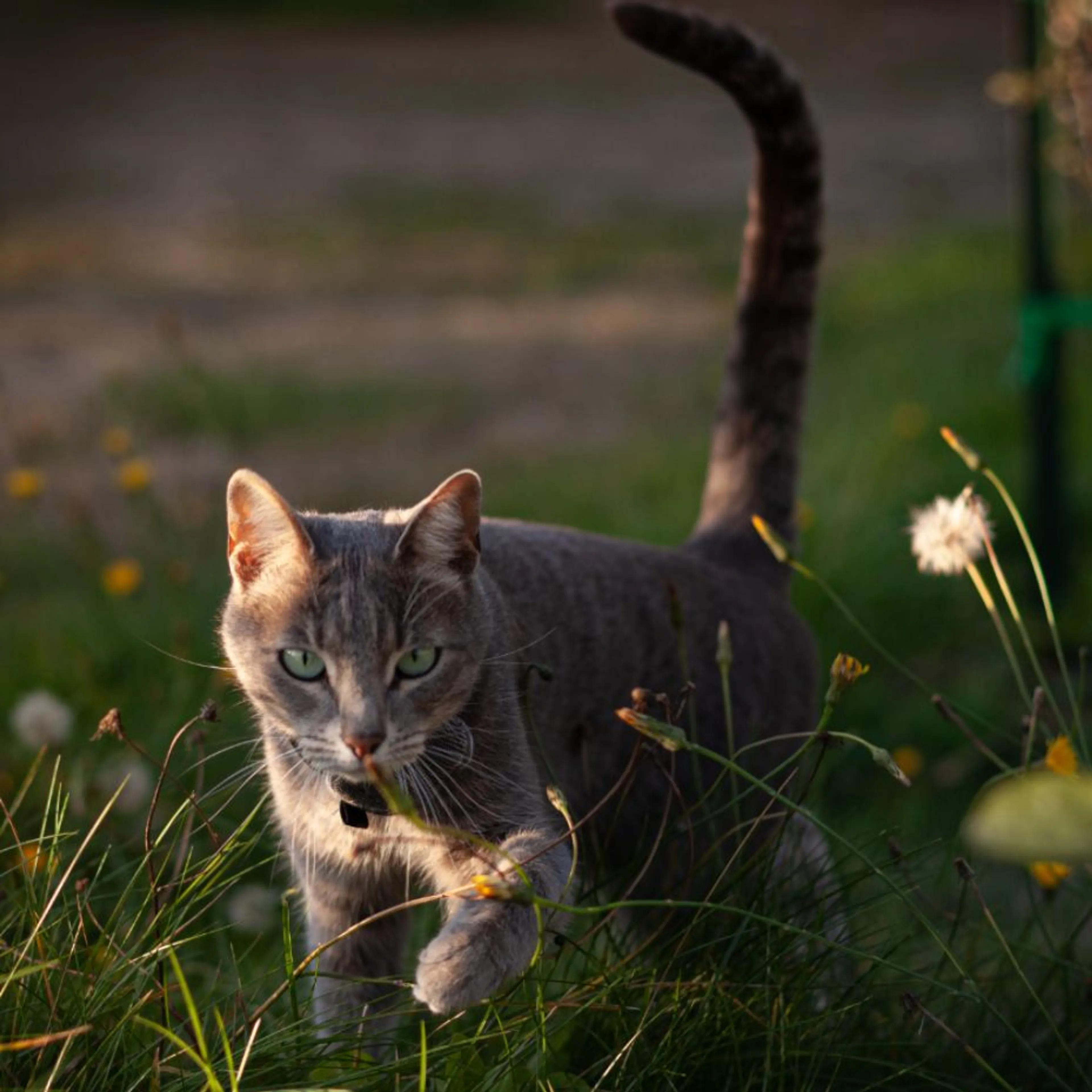 Lost pet