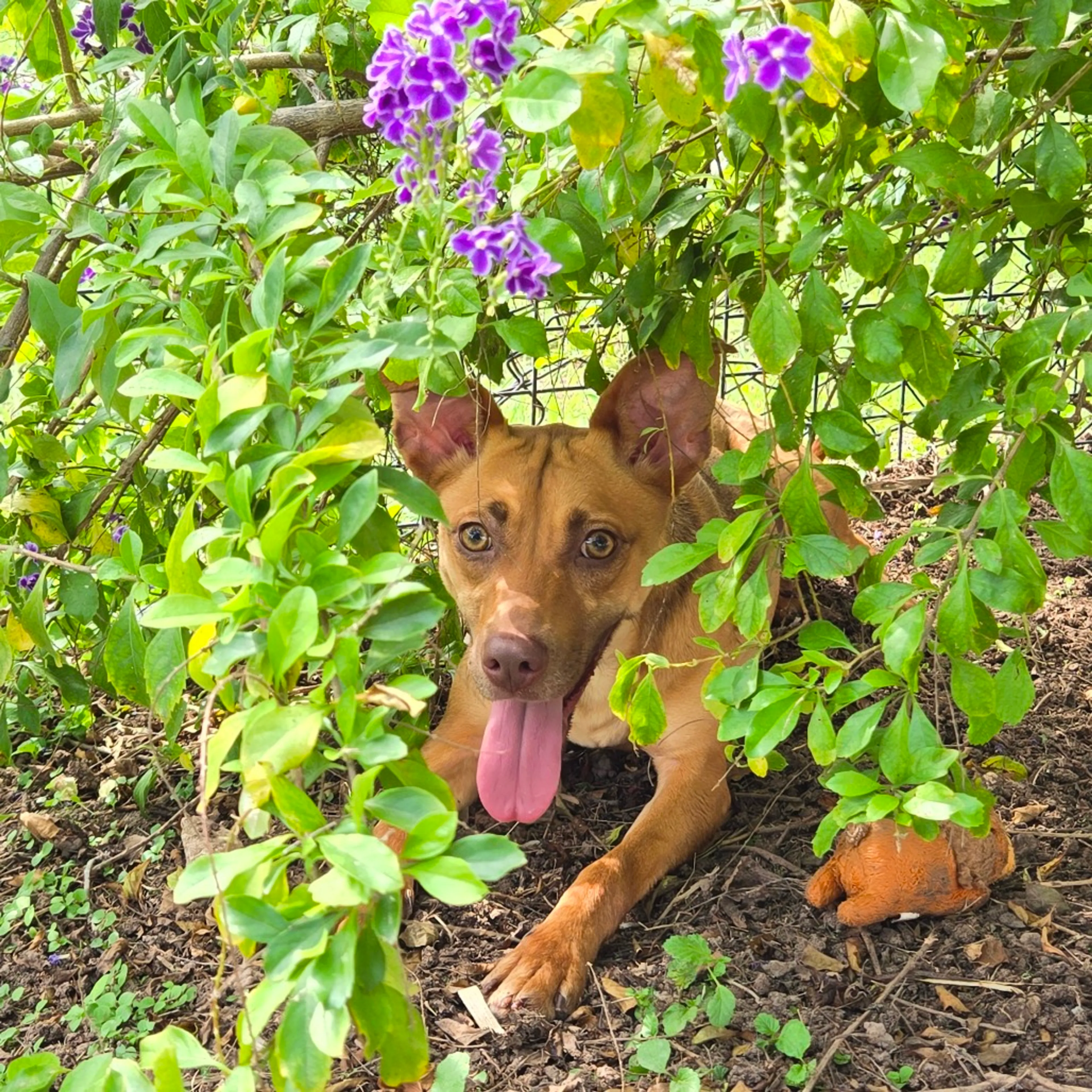 Found pet-20