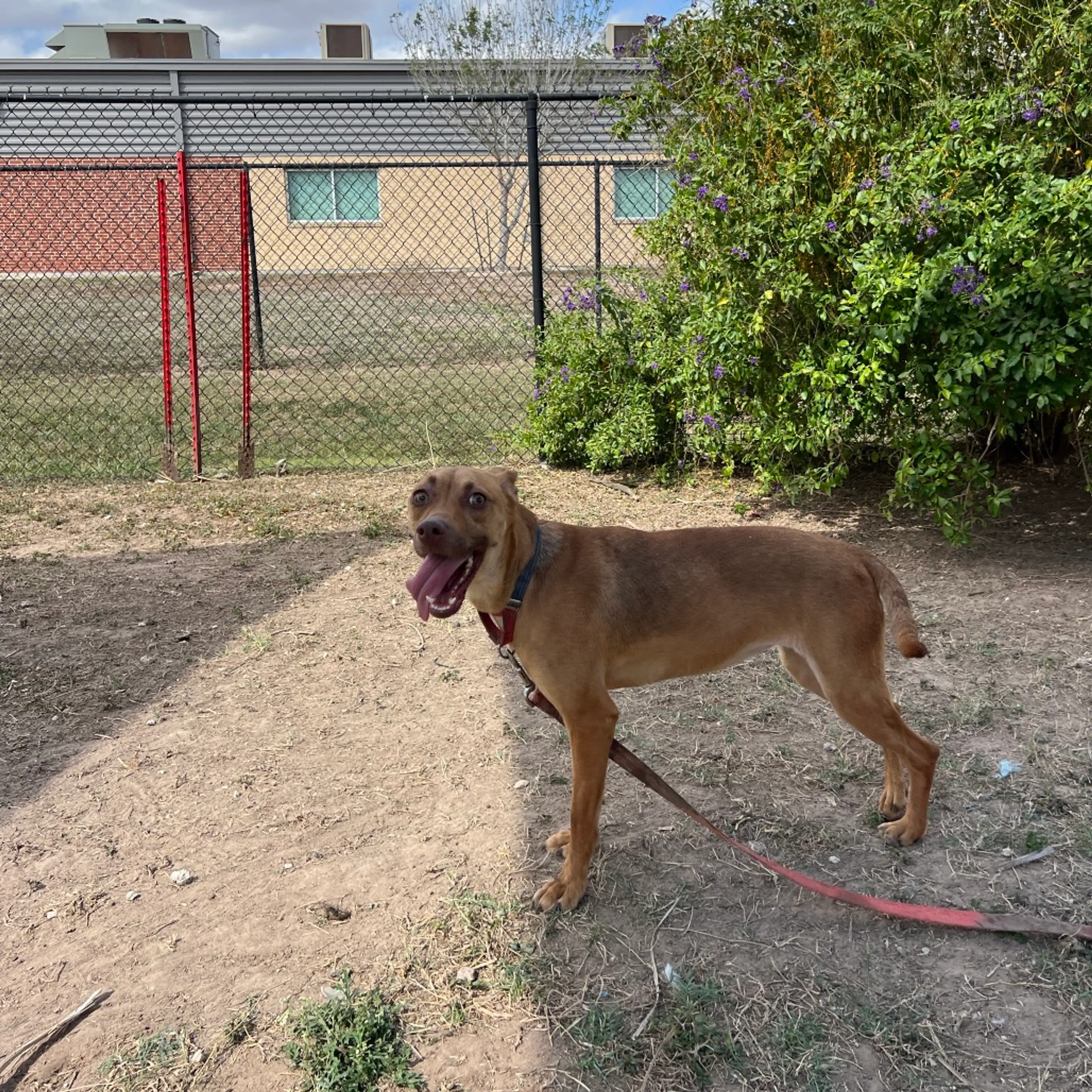 Found pet-12