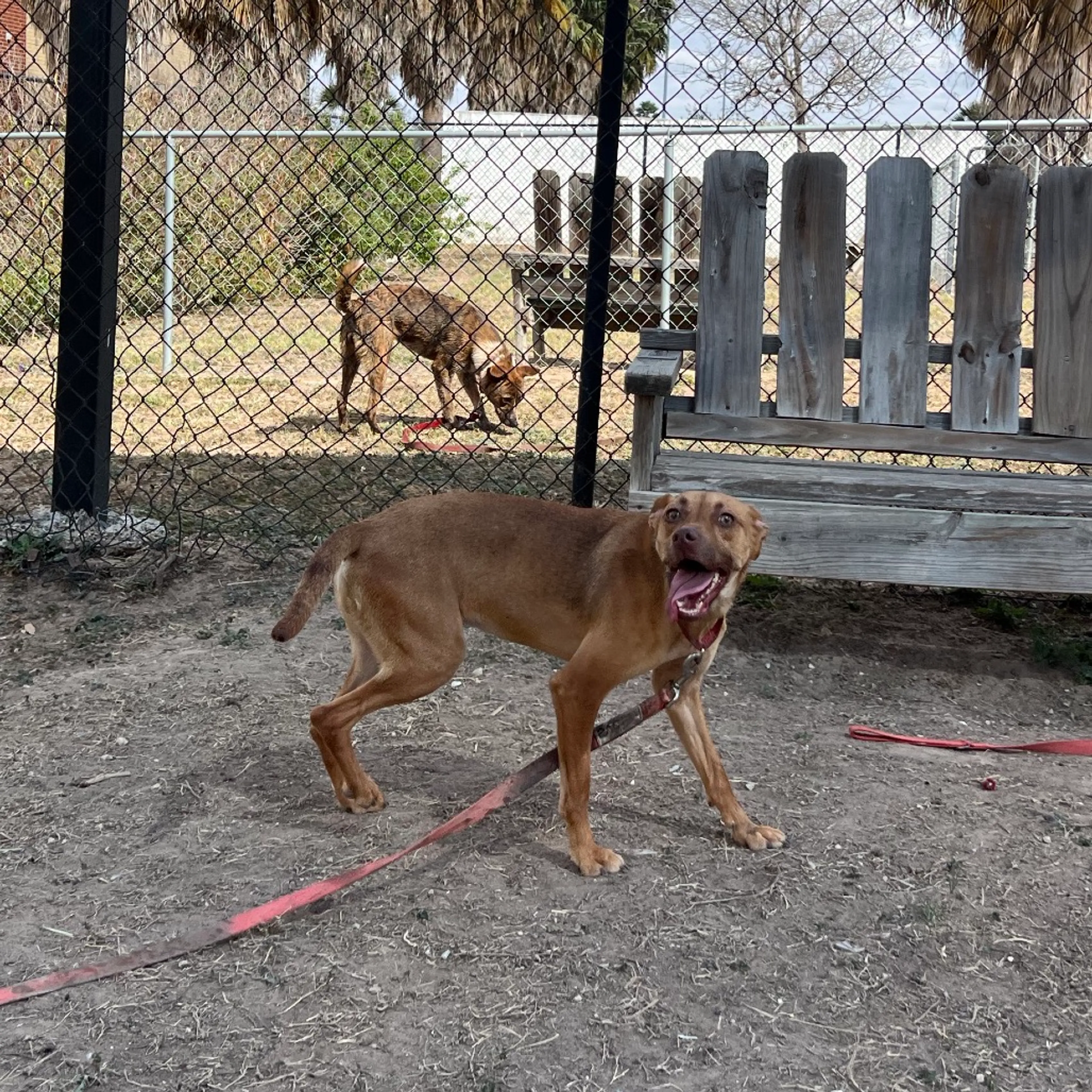 Found pet-10