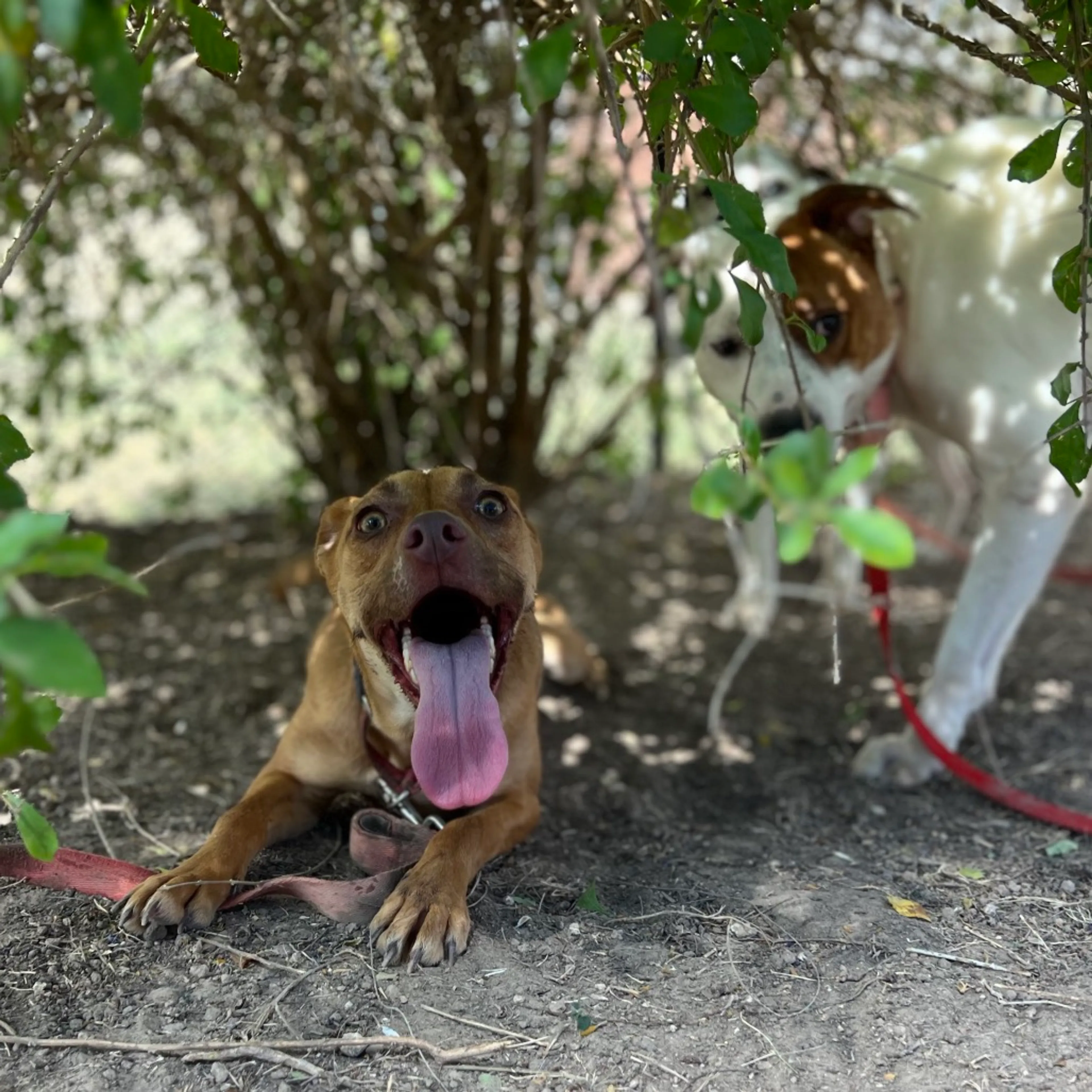 Found pet-7