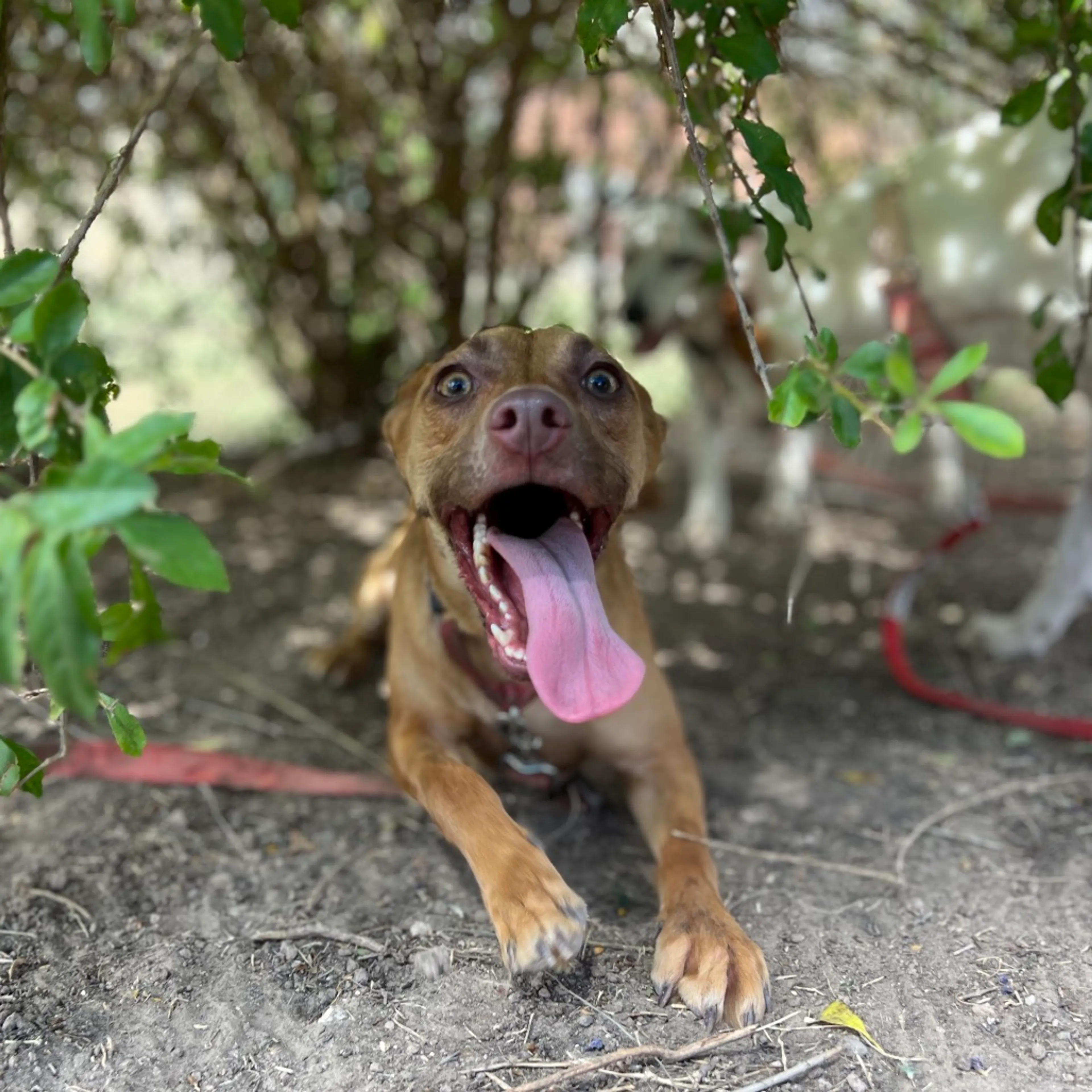 Found pet-9