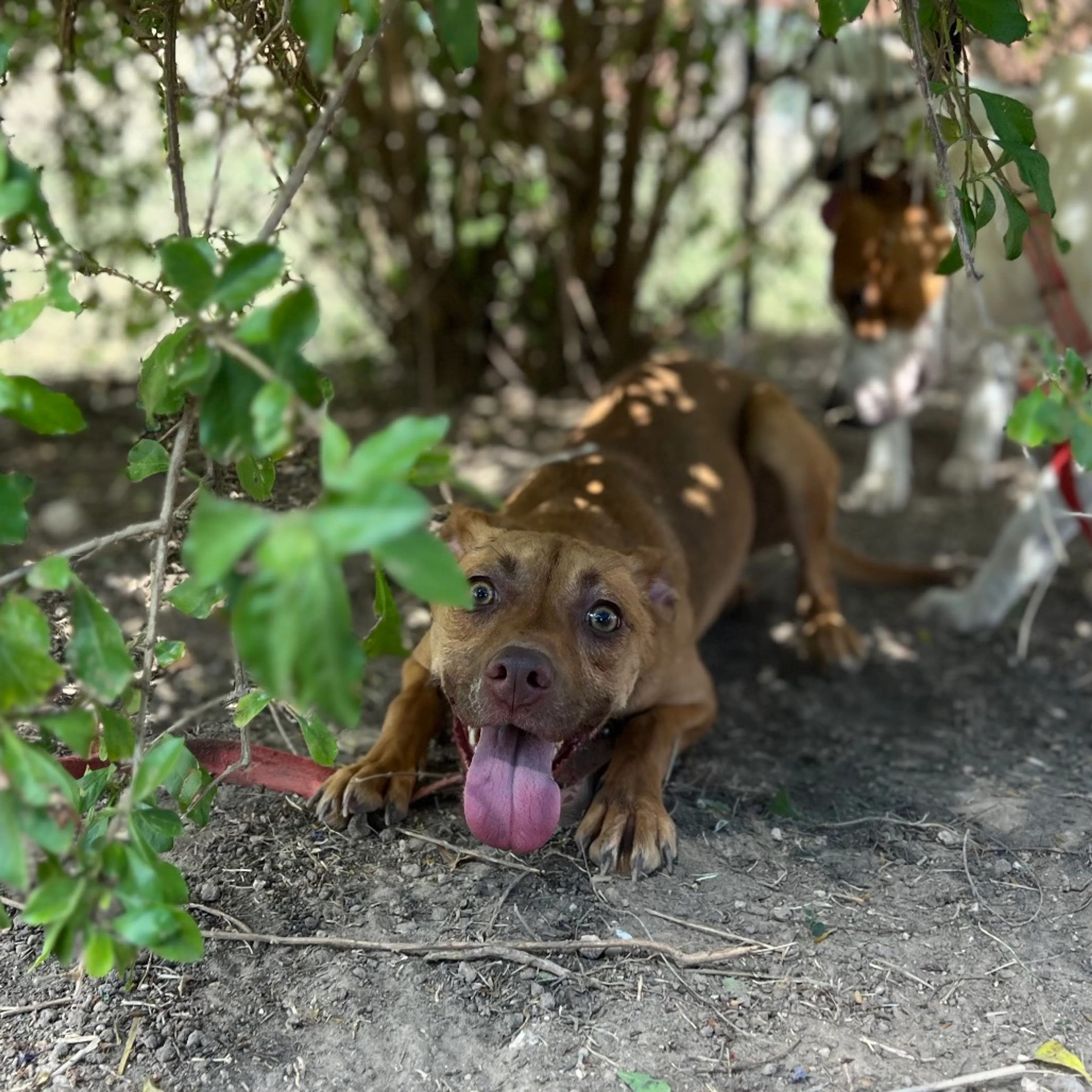 Found pet-8