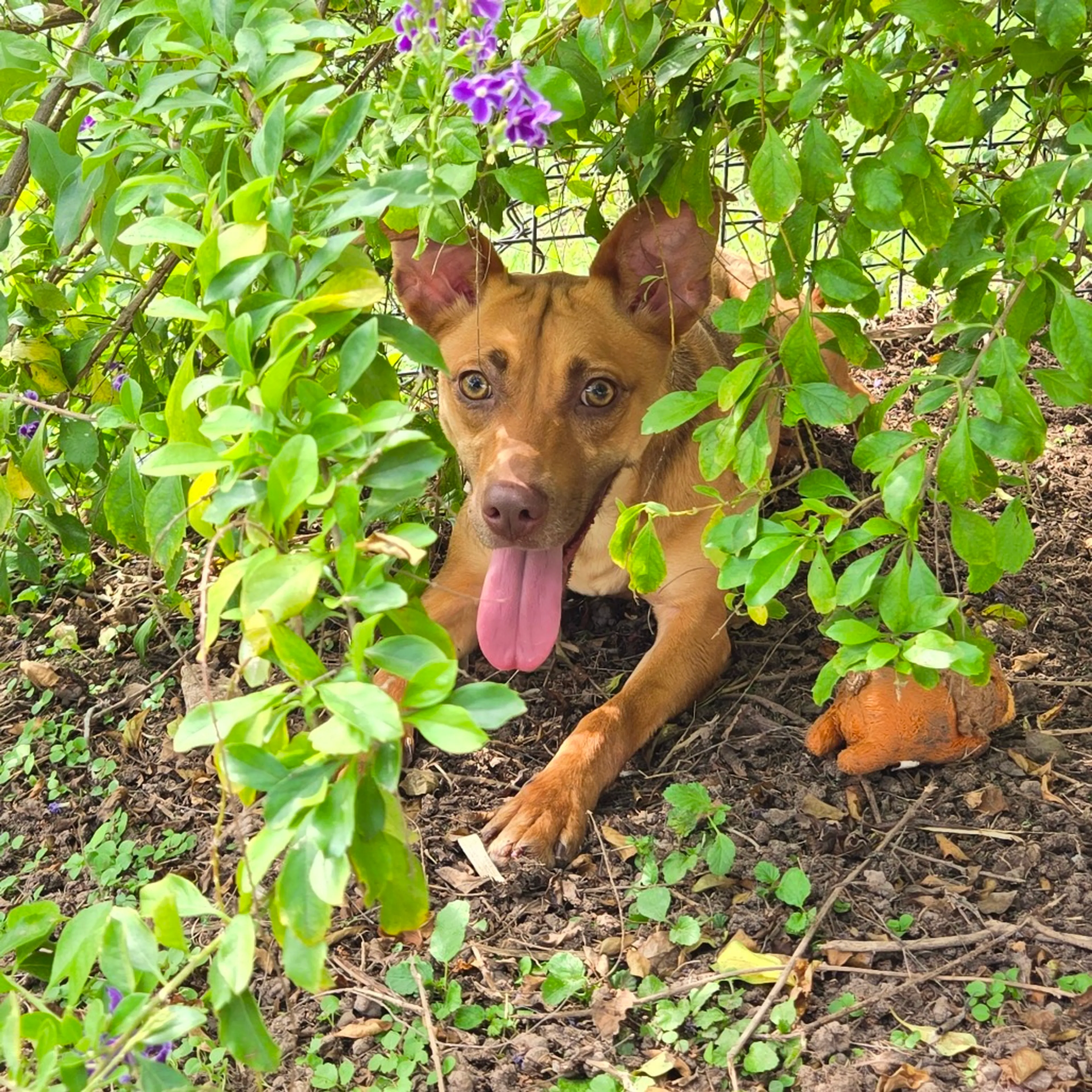 Found pet-14