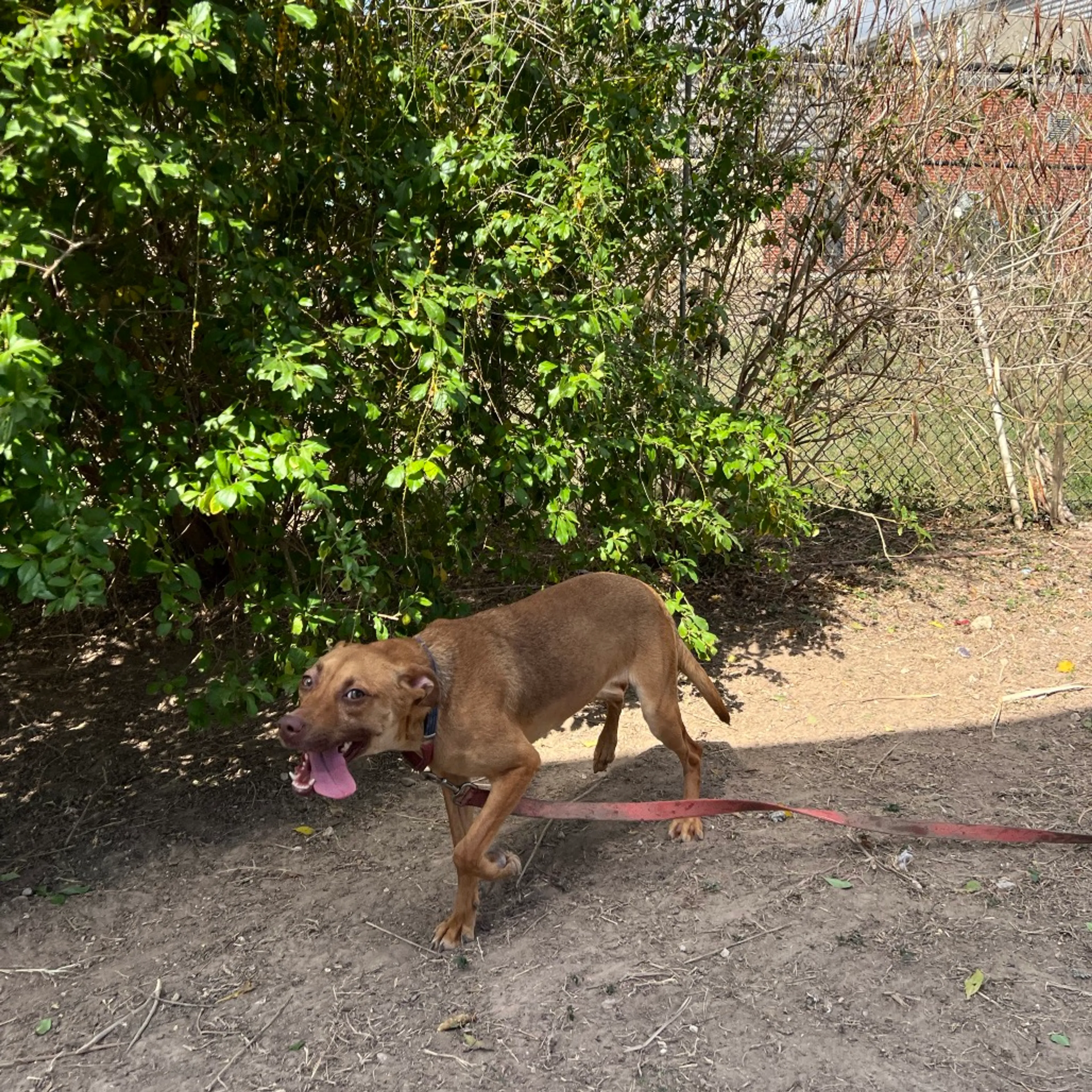 Found pet-11