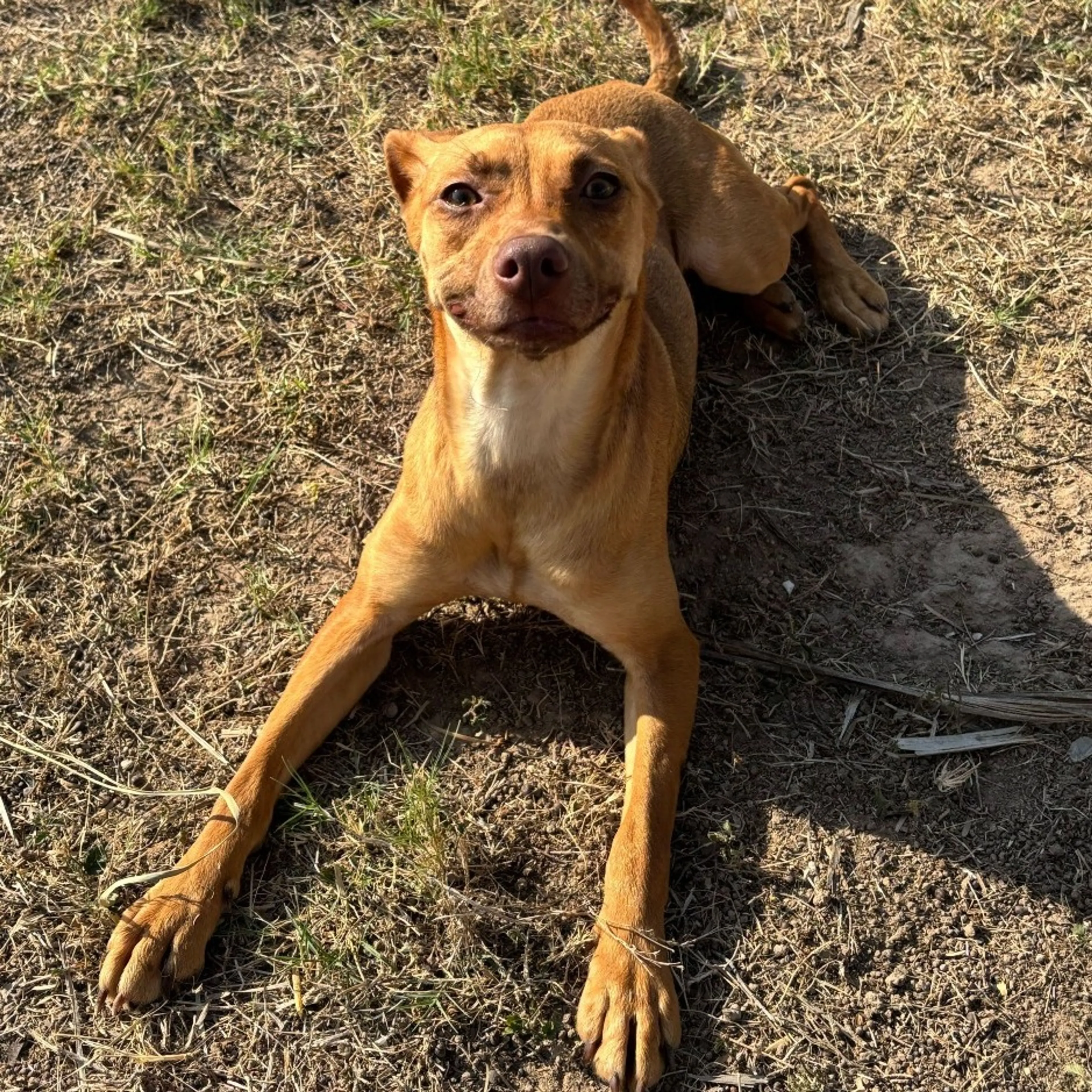 Found pet-6