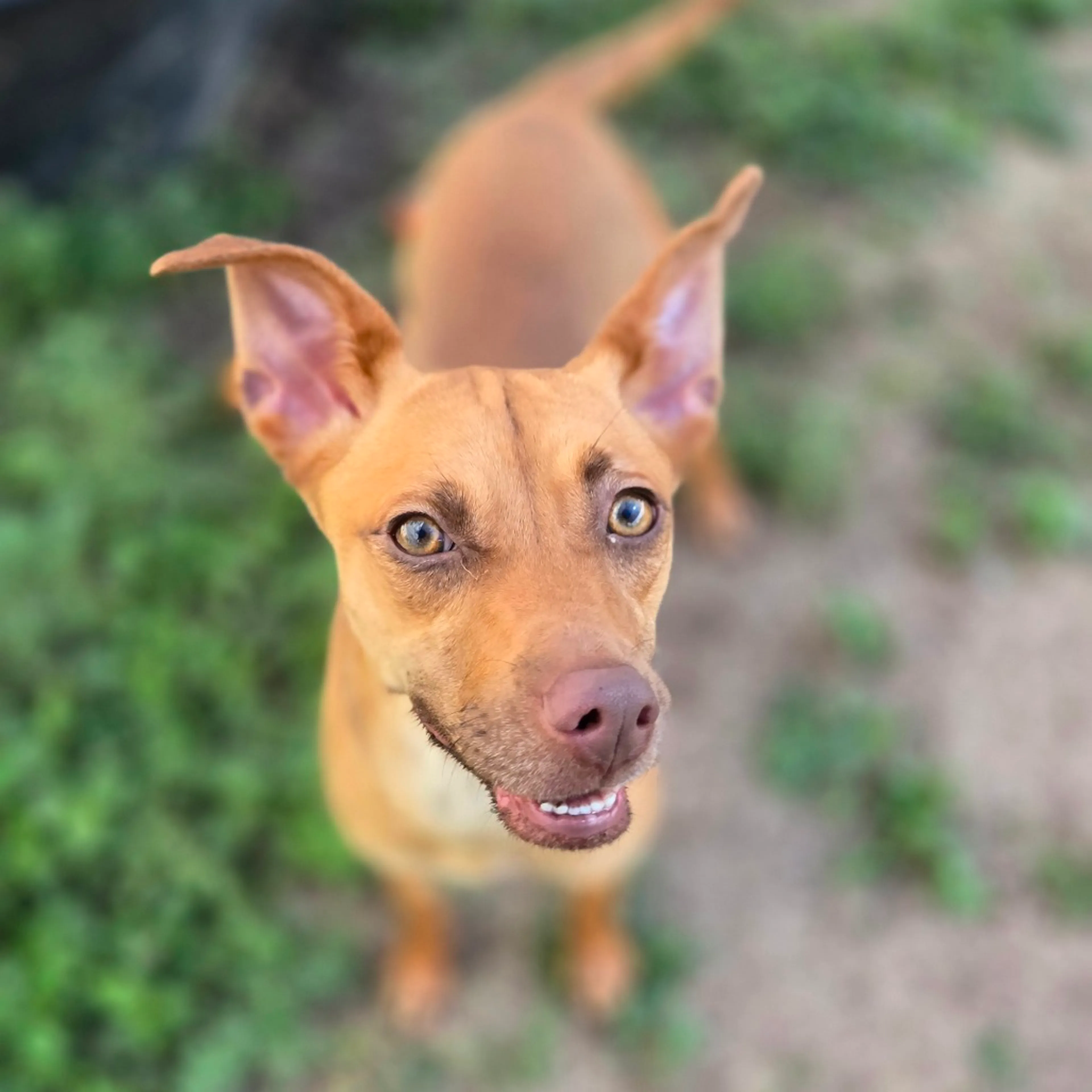 Found pet-19