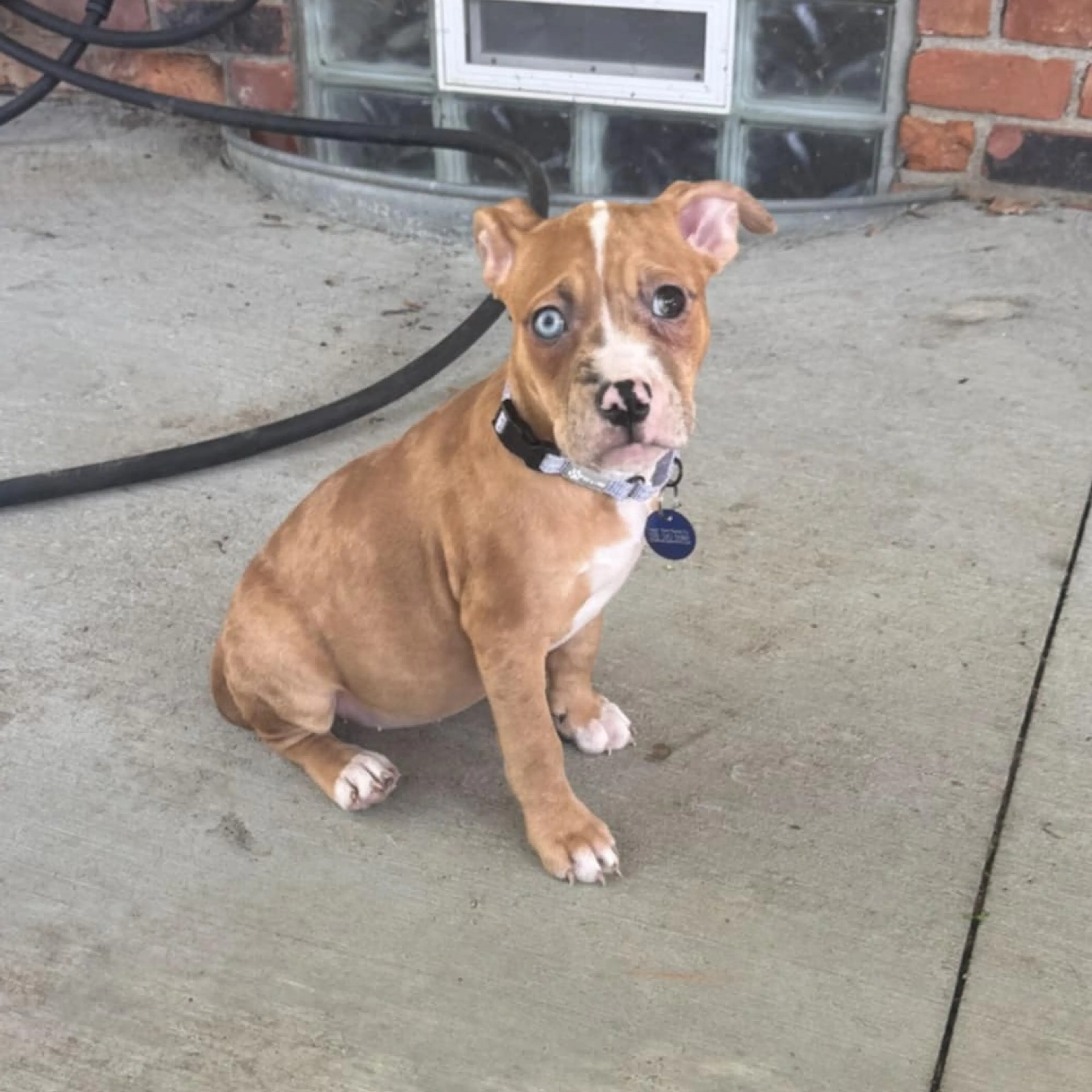 Found pet-2