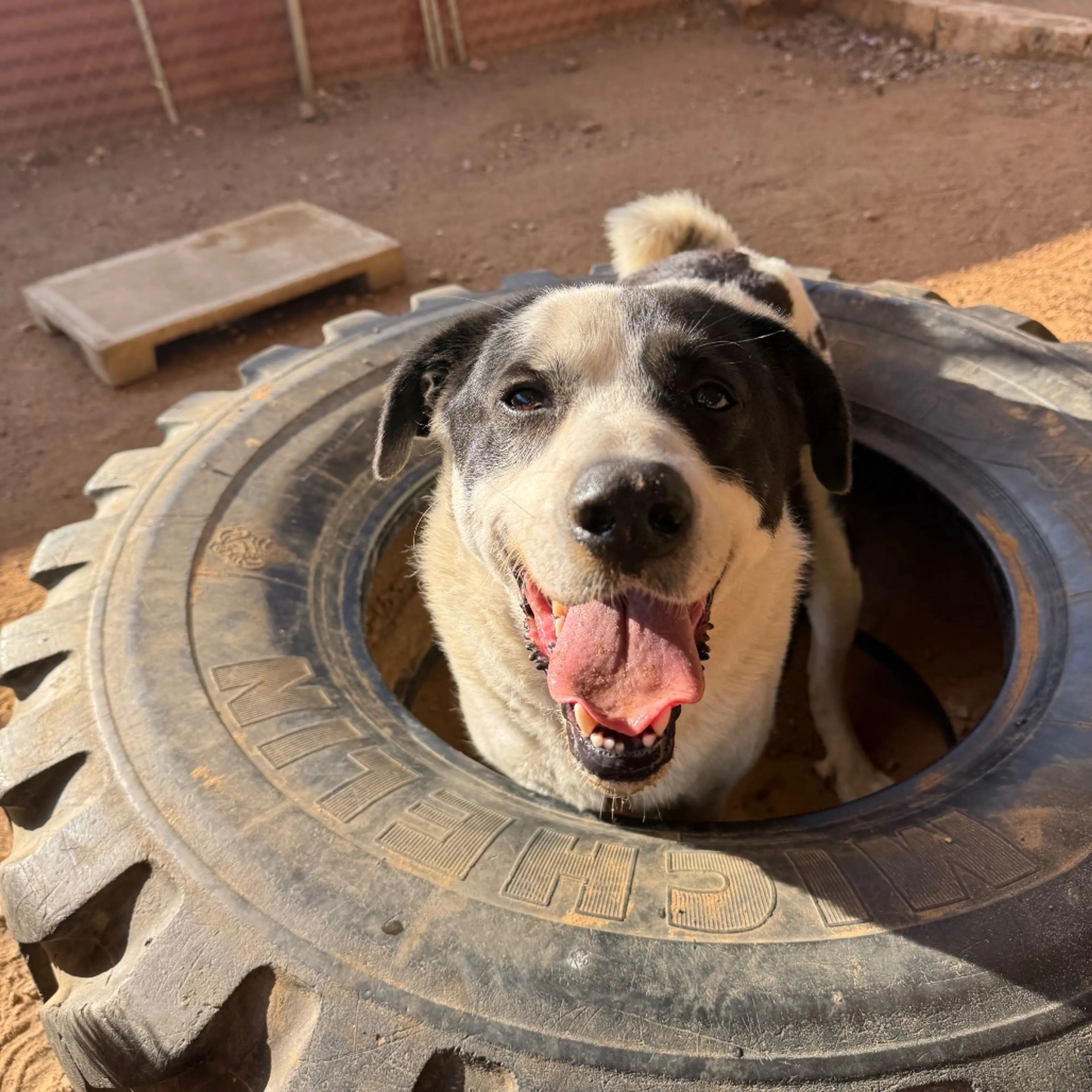 Found pet-9