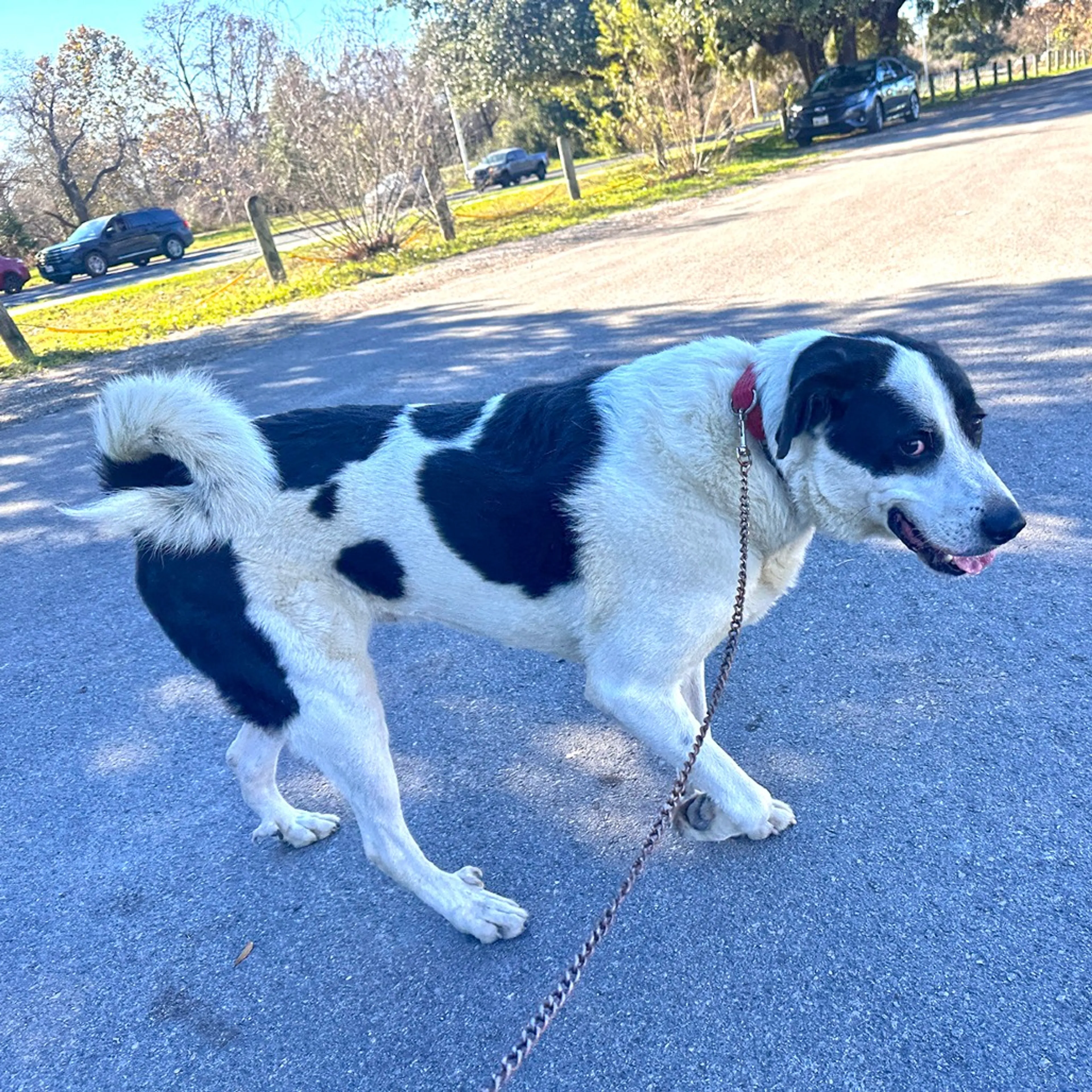 Found pet-6
