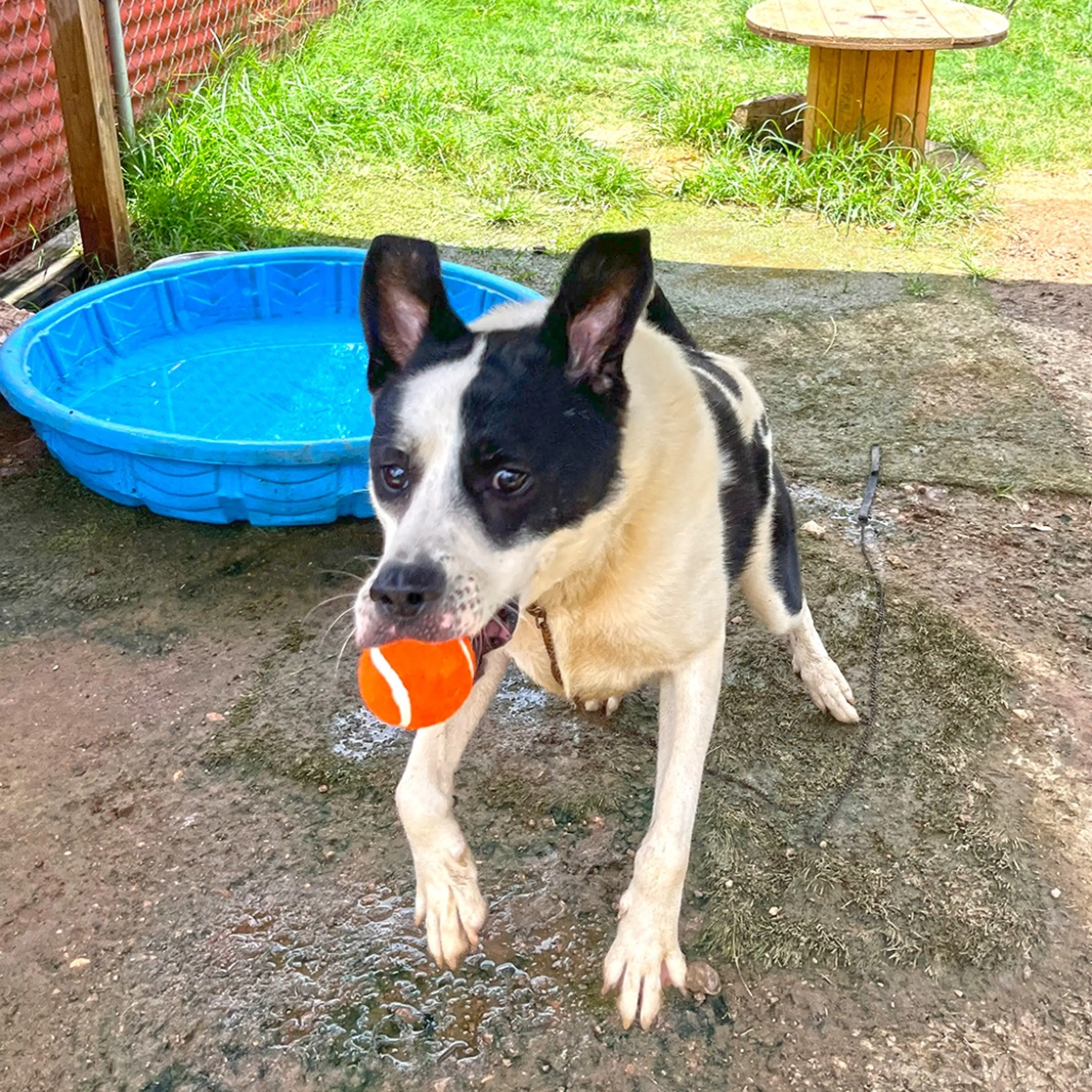 Found pet-2