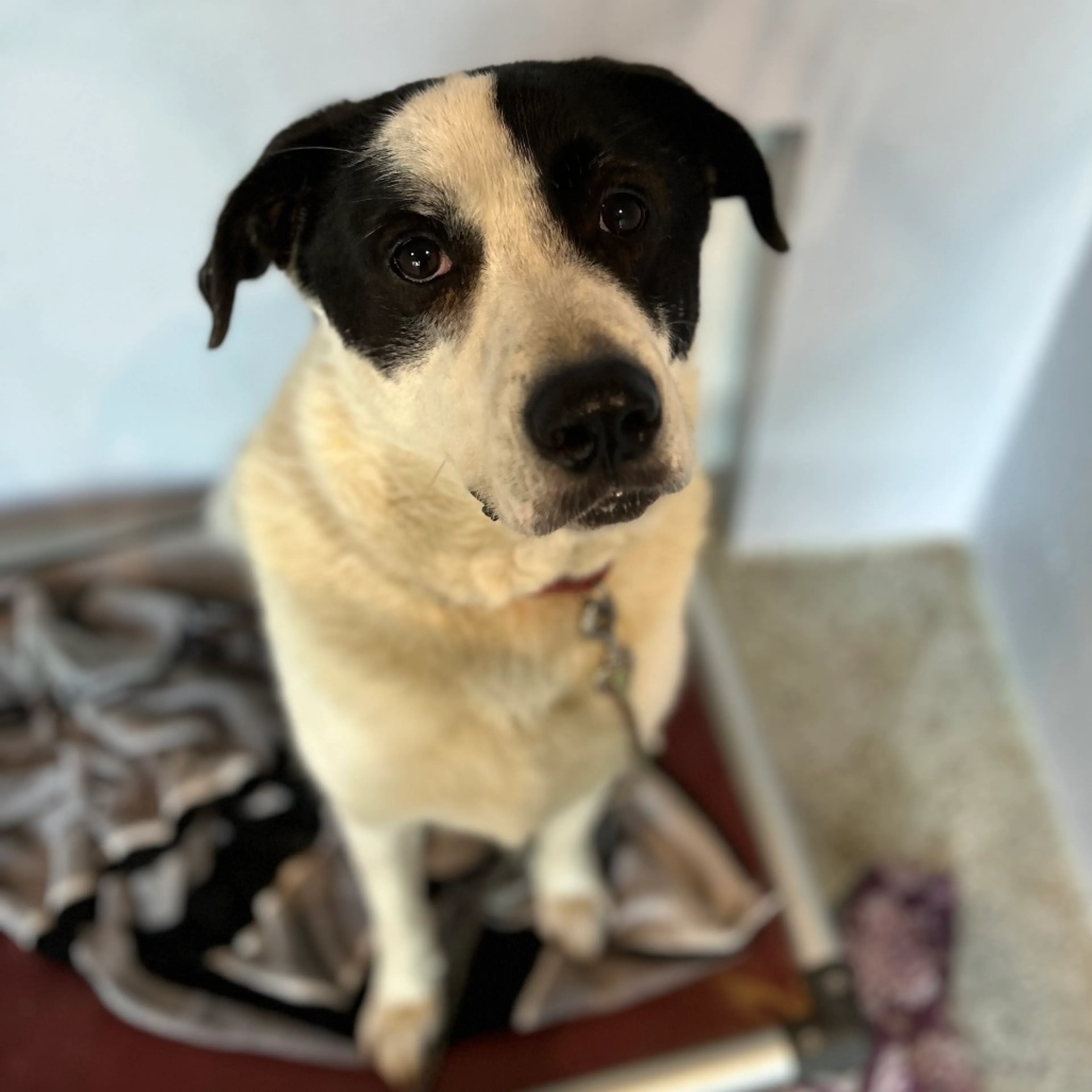 Found pet-12