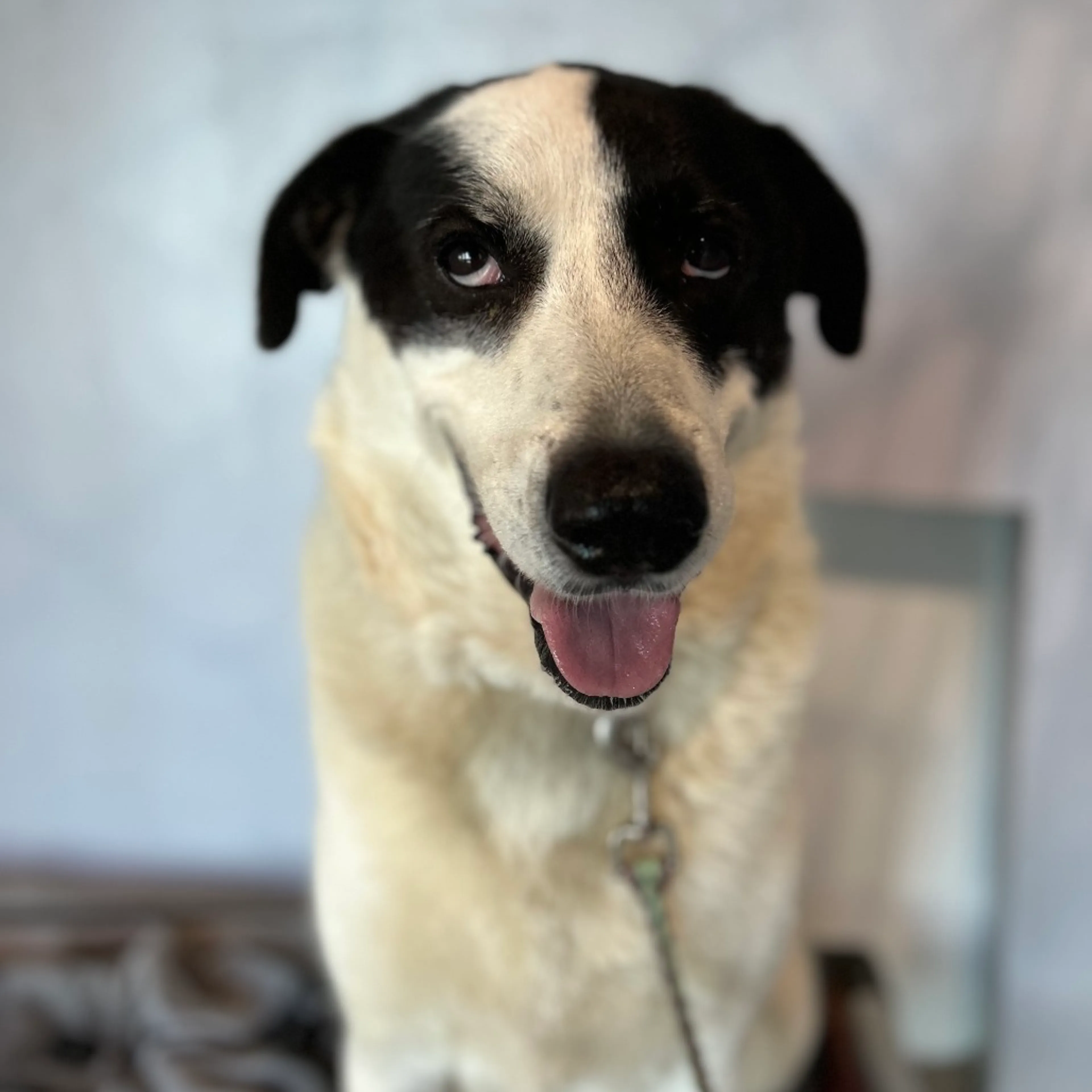 Found pet-13