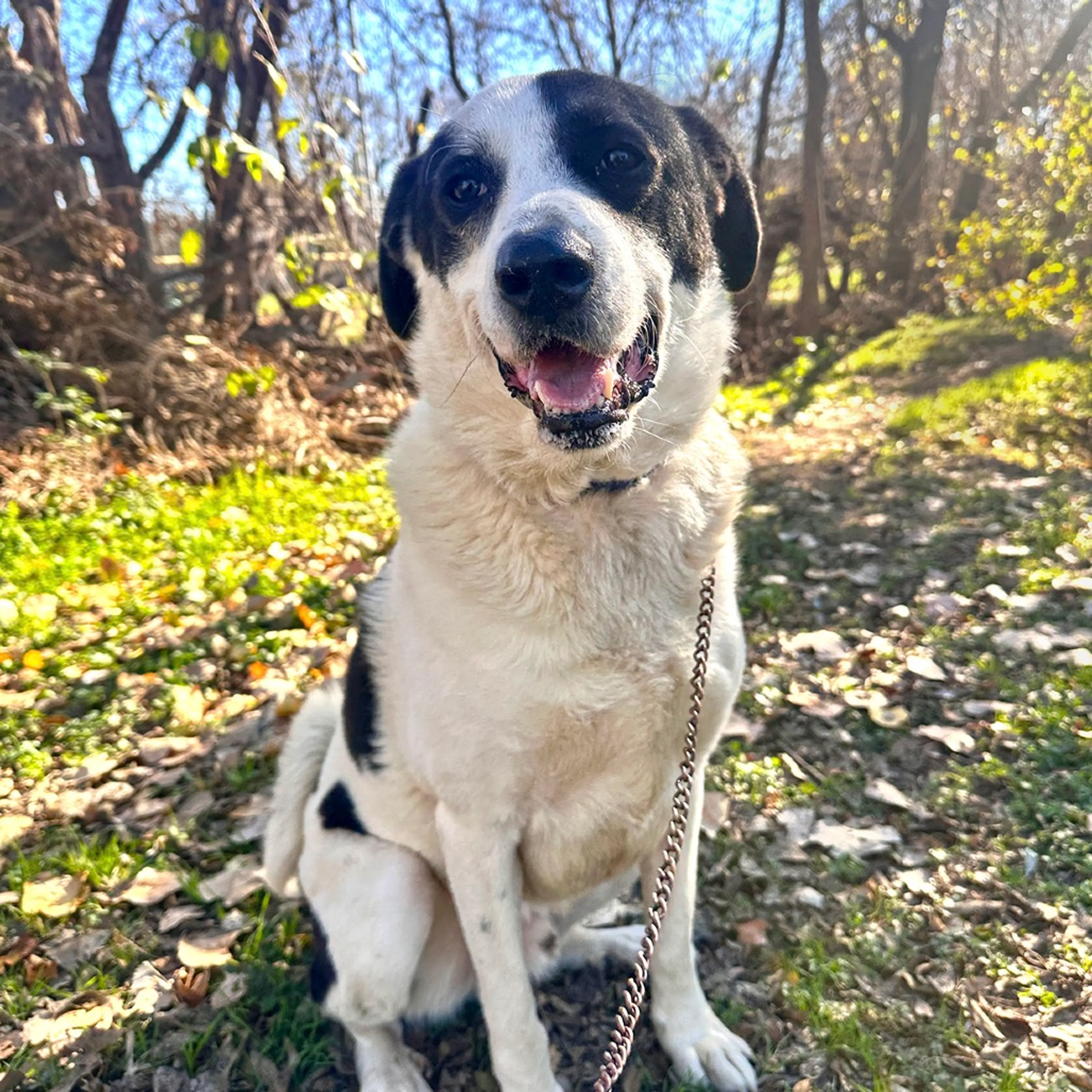 Found pet-7