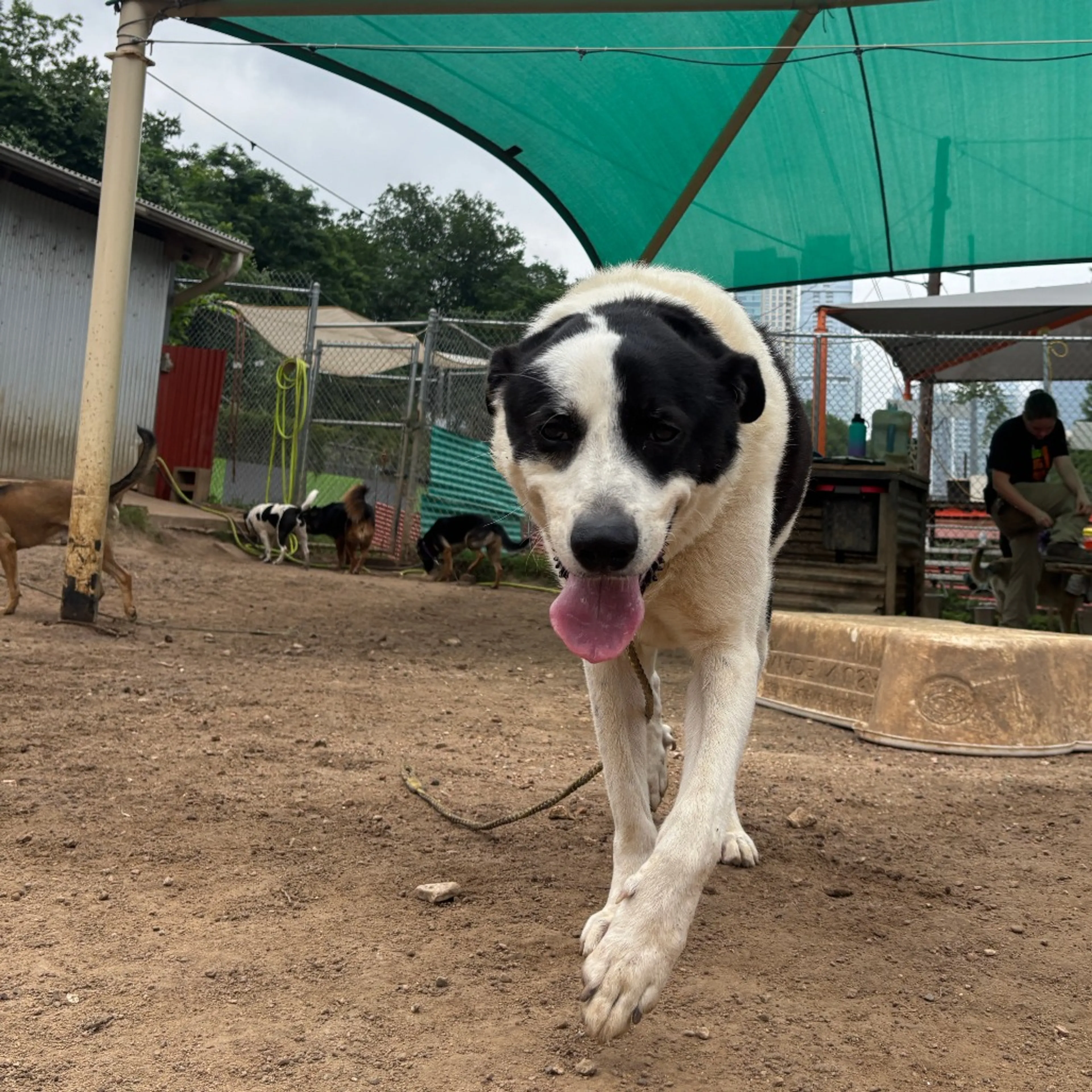 Found pet-11