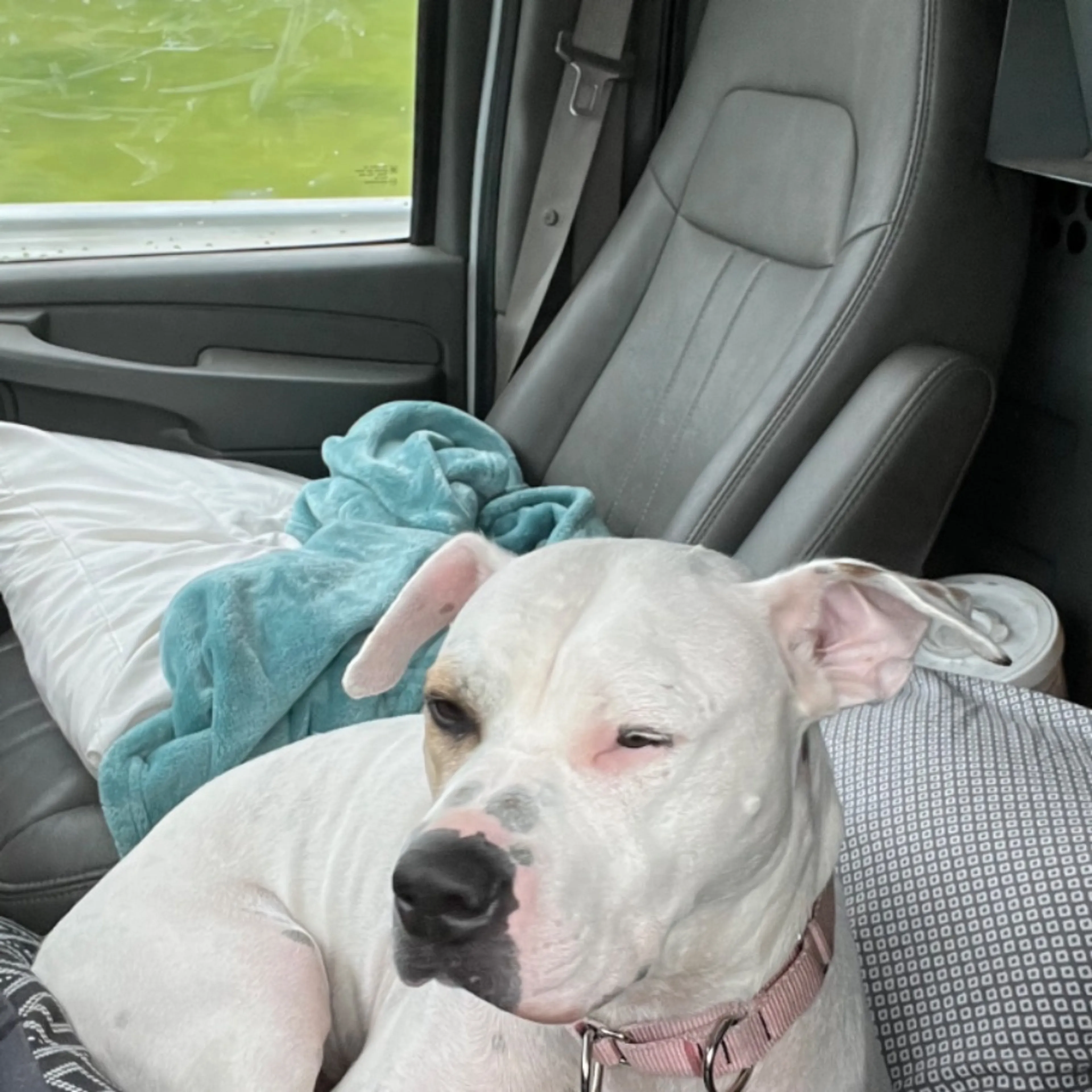 Lost pet