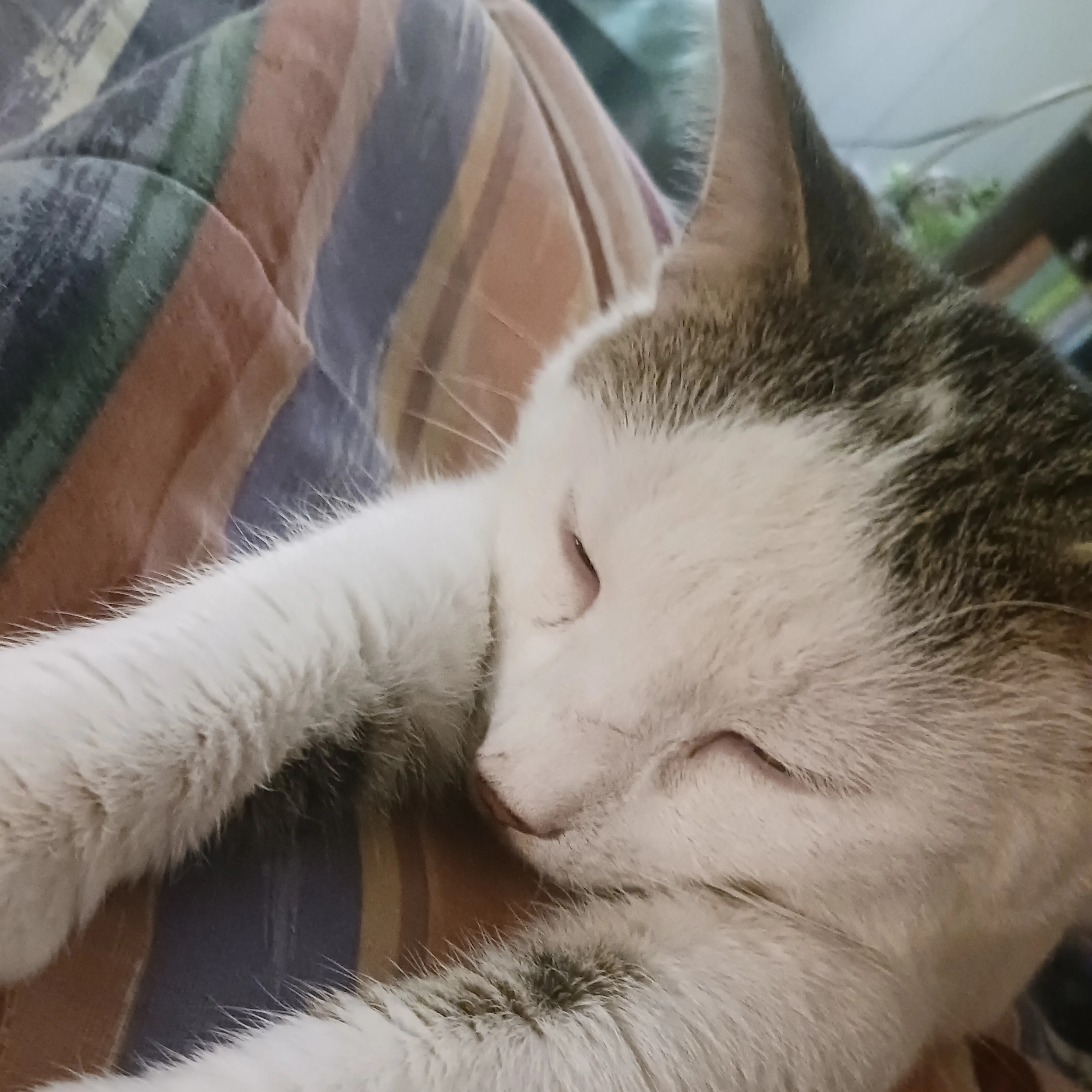 Lost pet-2