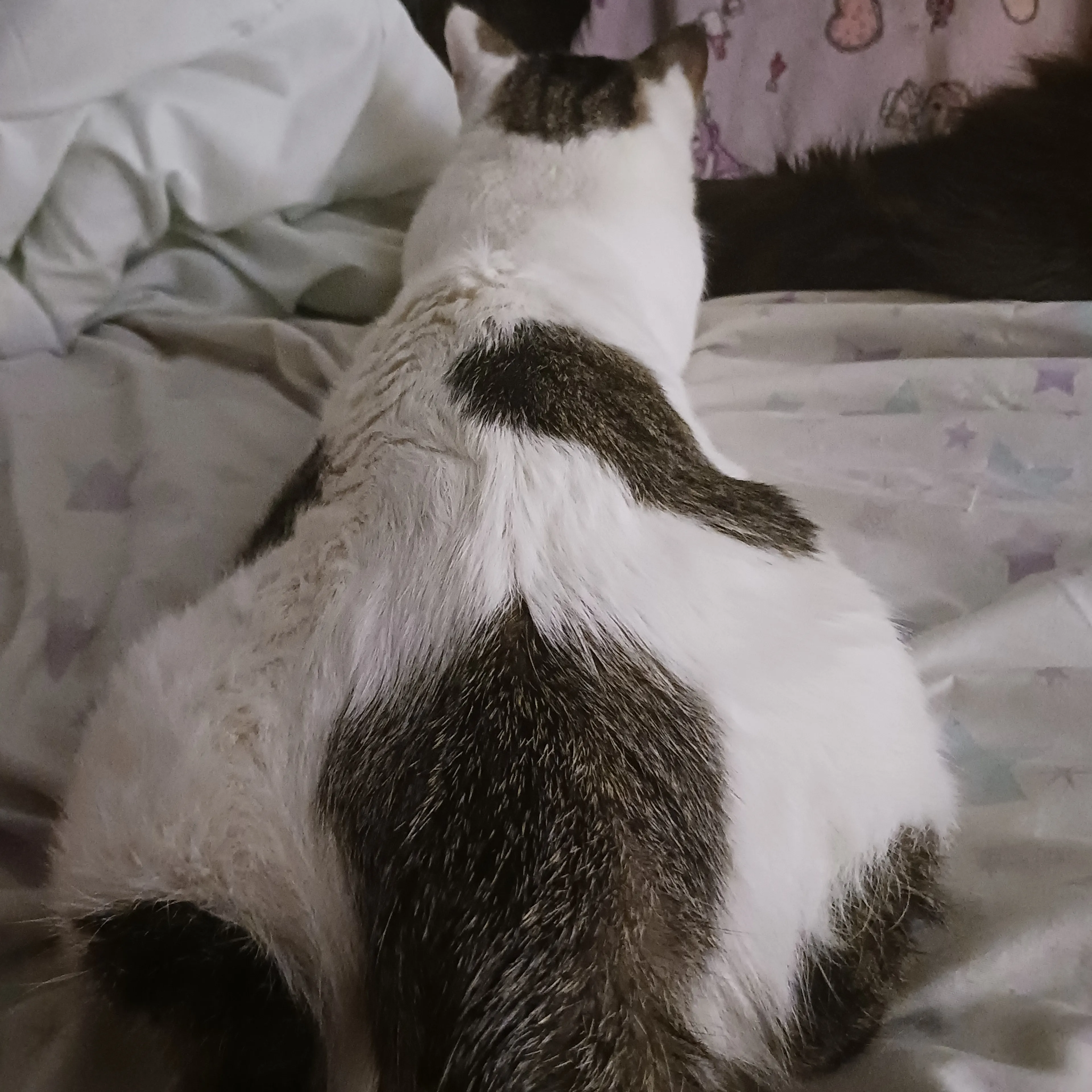 Lost pet-1
