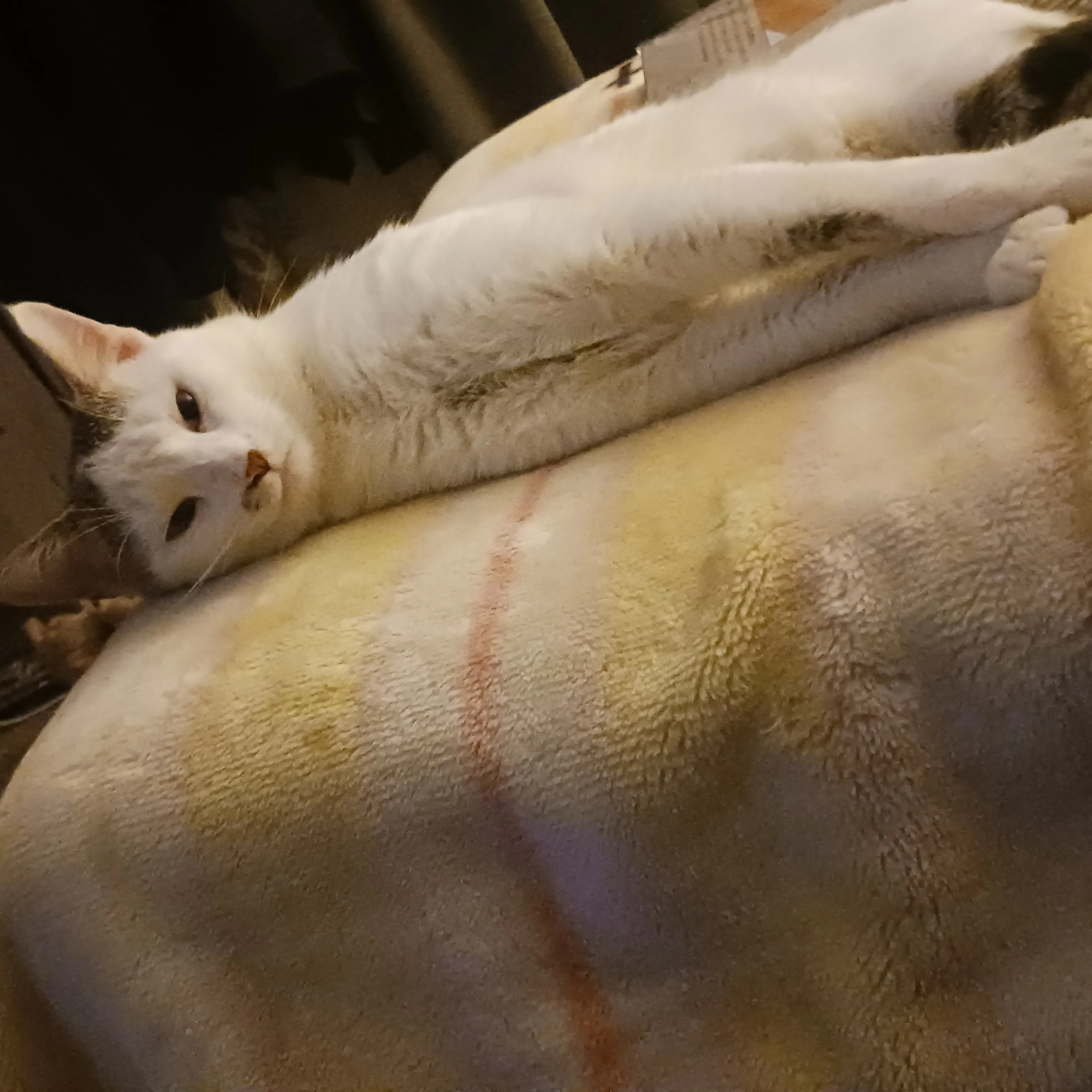 Lost pet-3