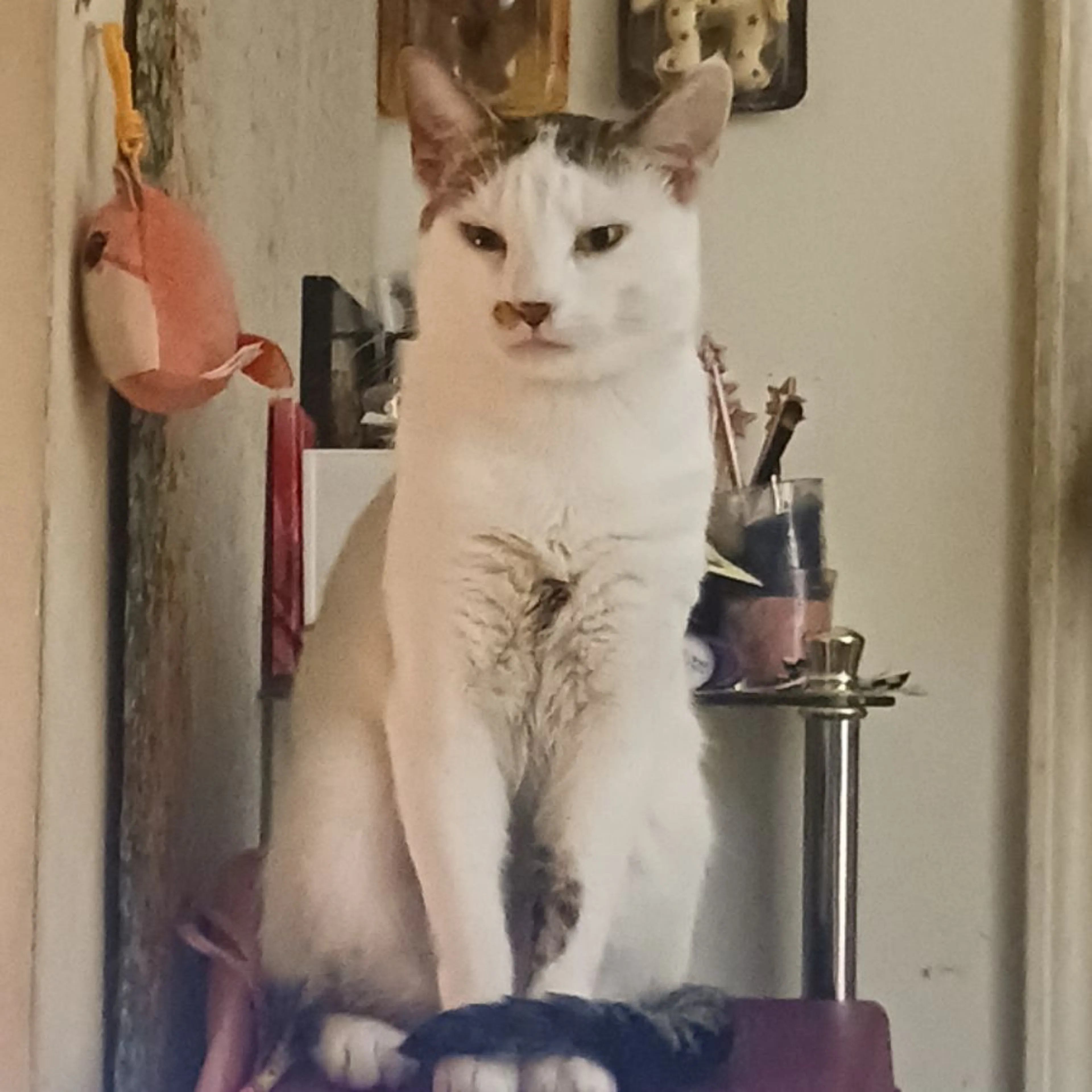 Lost pet-0