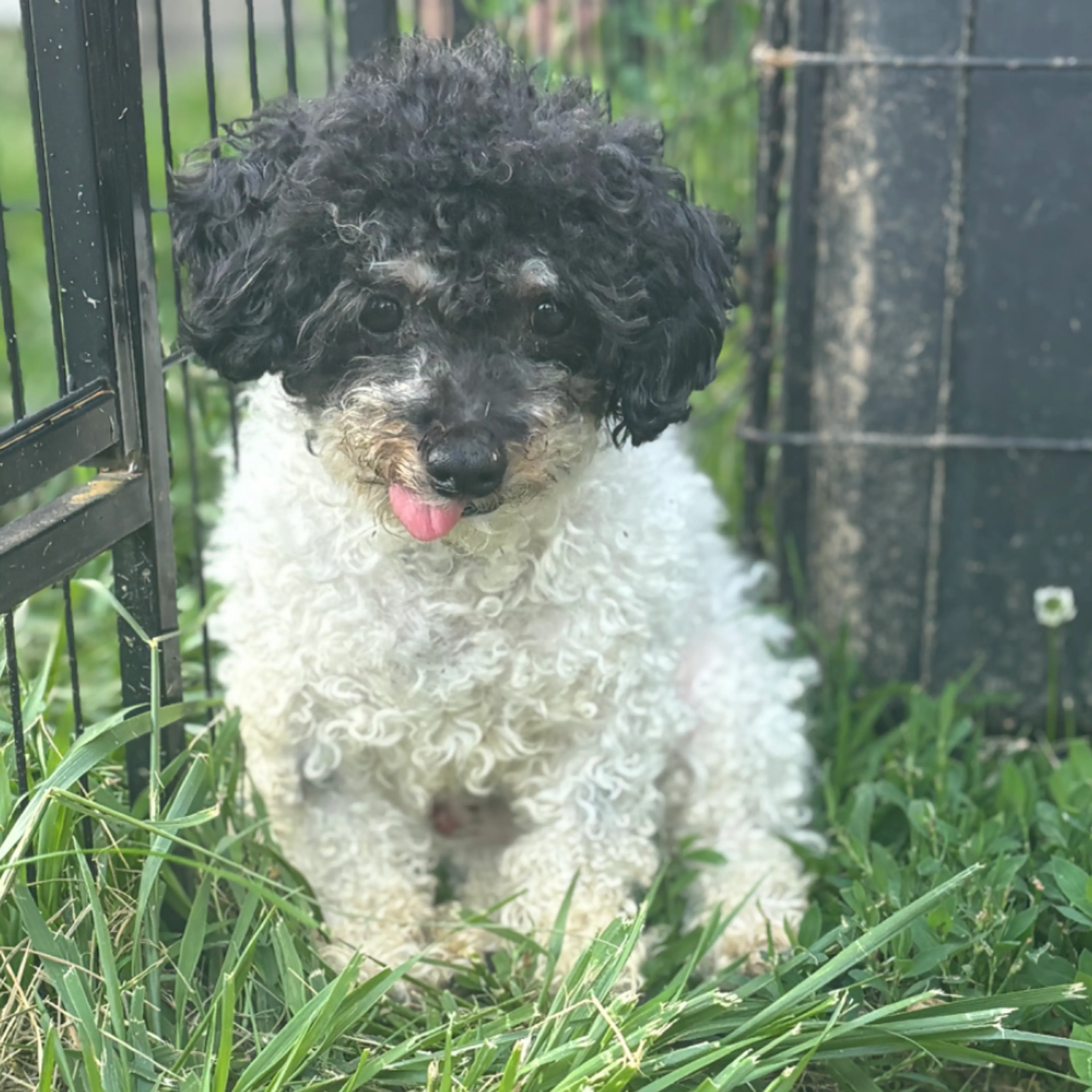 Found pet
