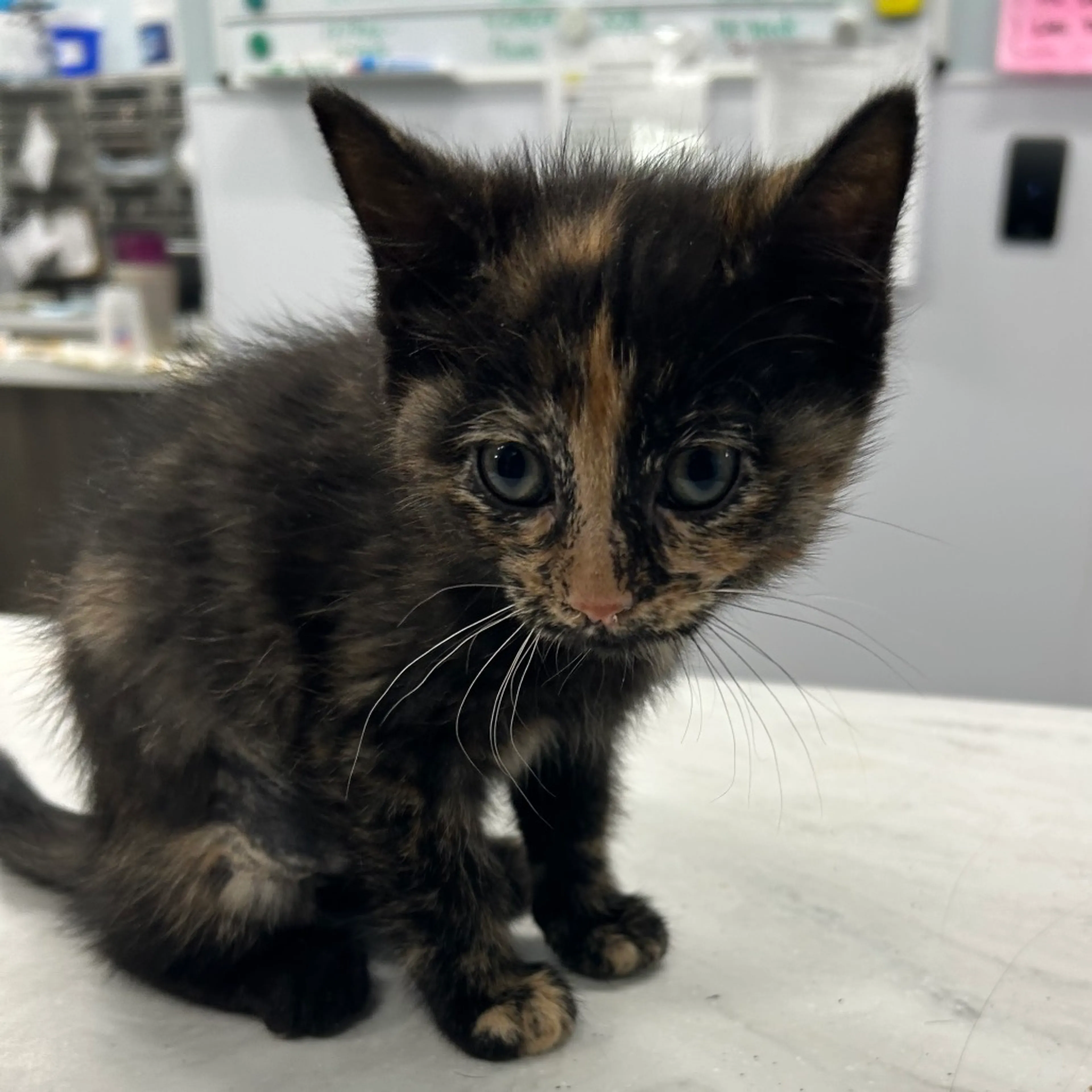 Found pet-2