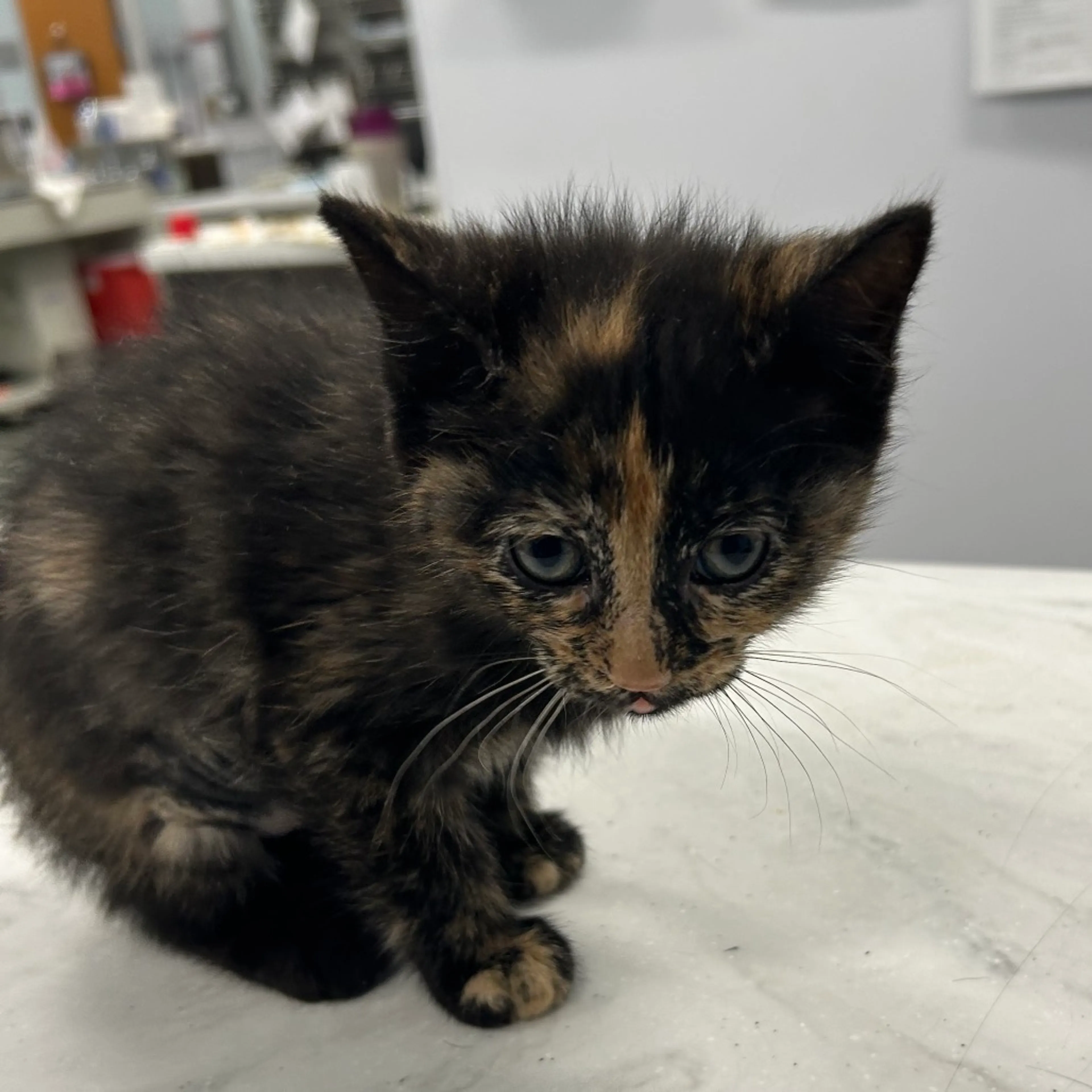 Found pet-1