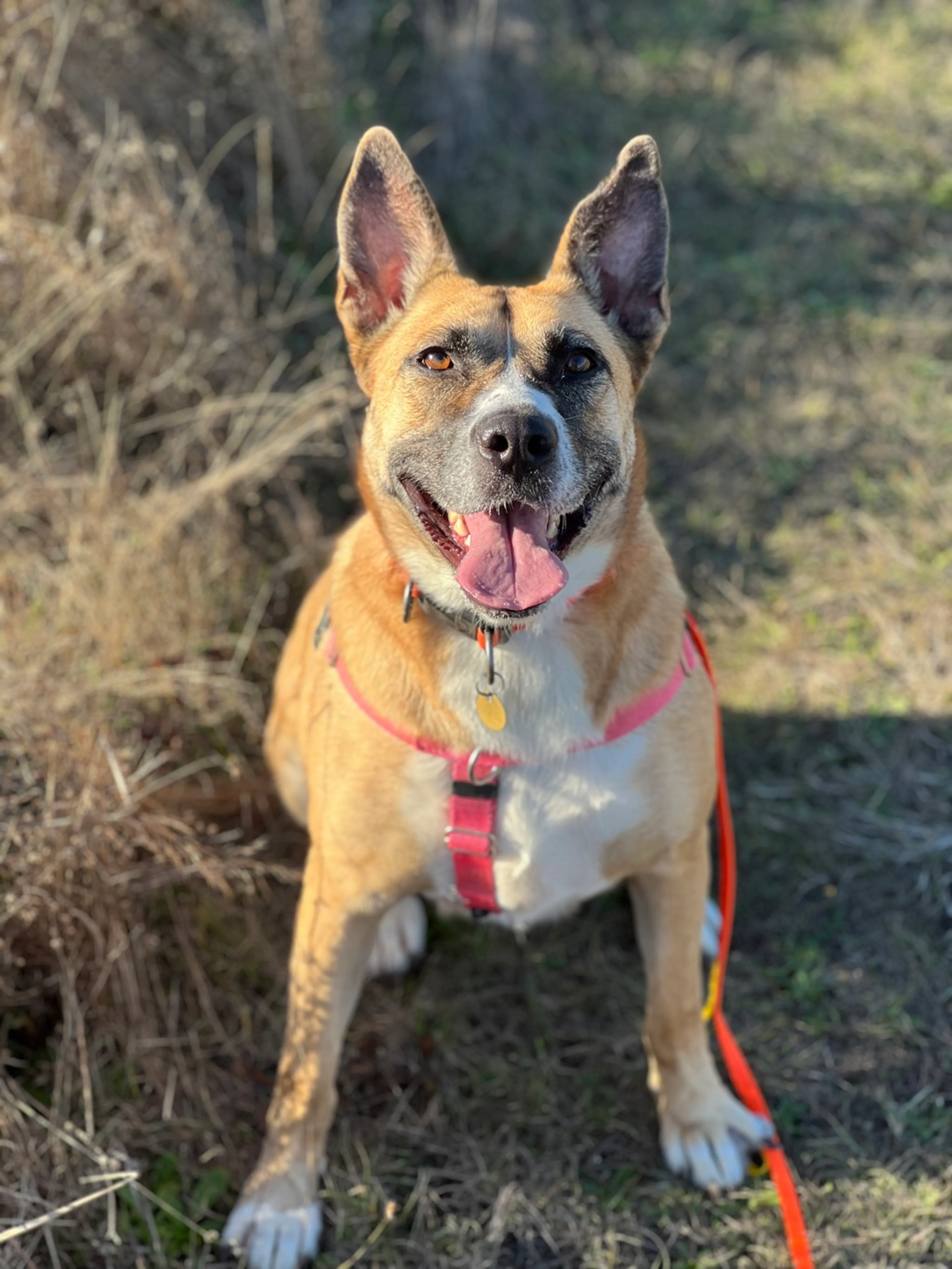 Found pet-7