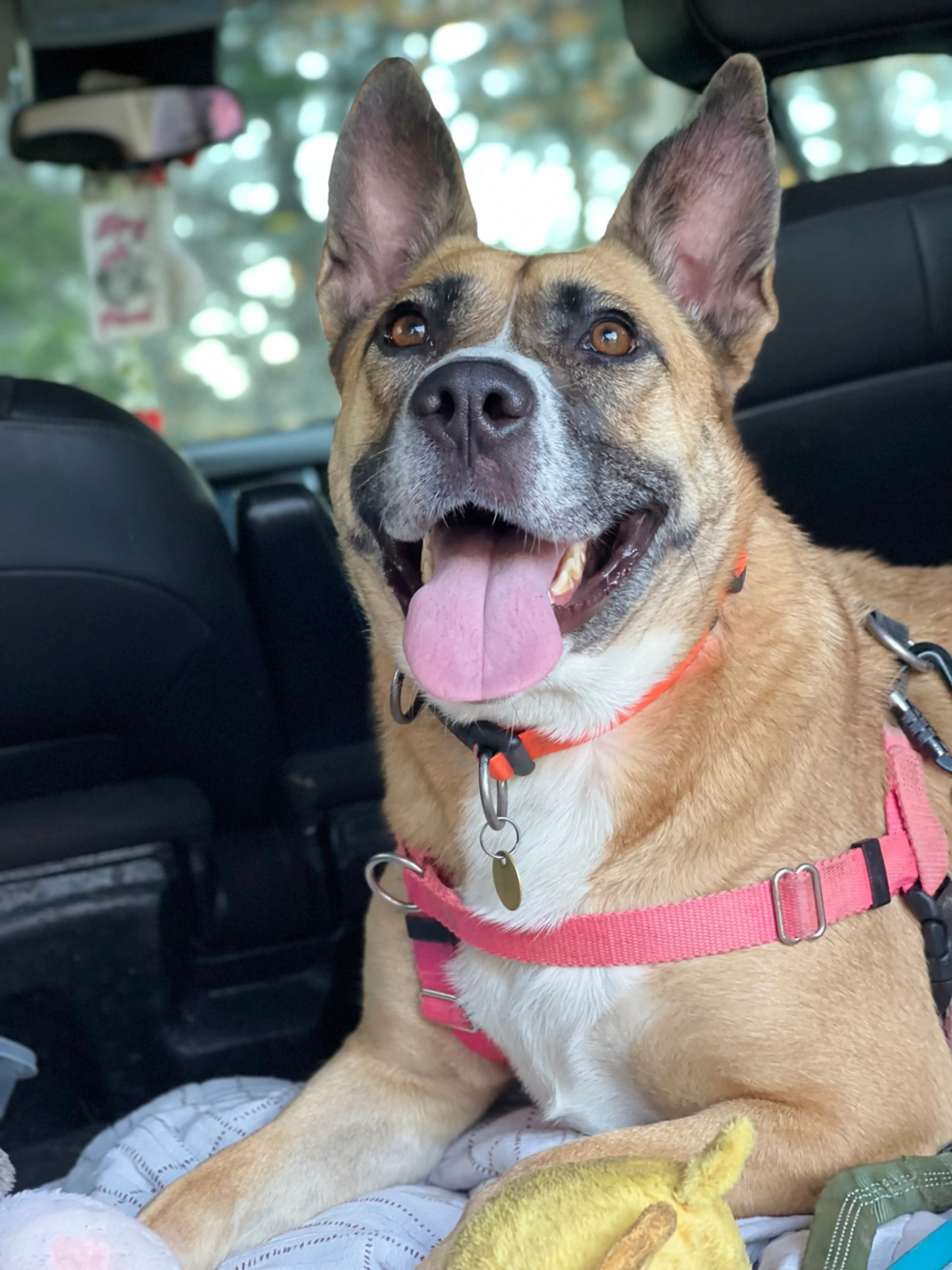 Found pet-6