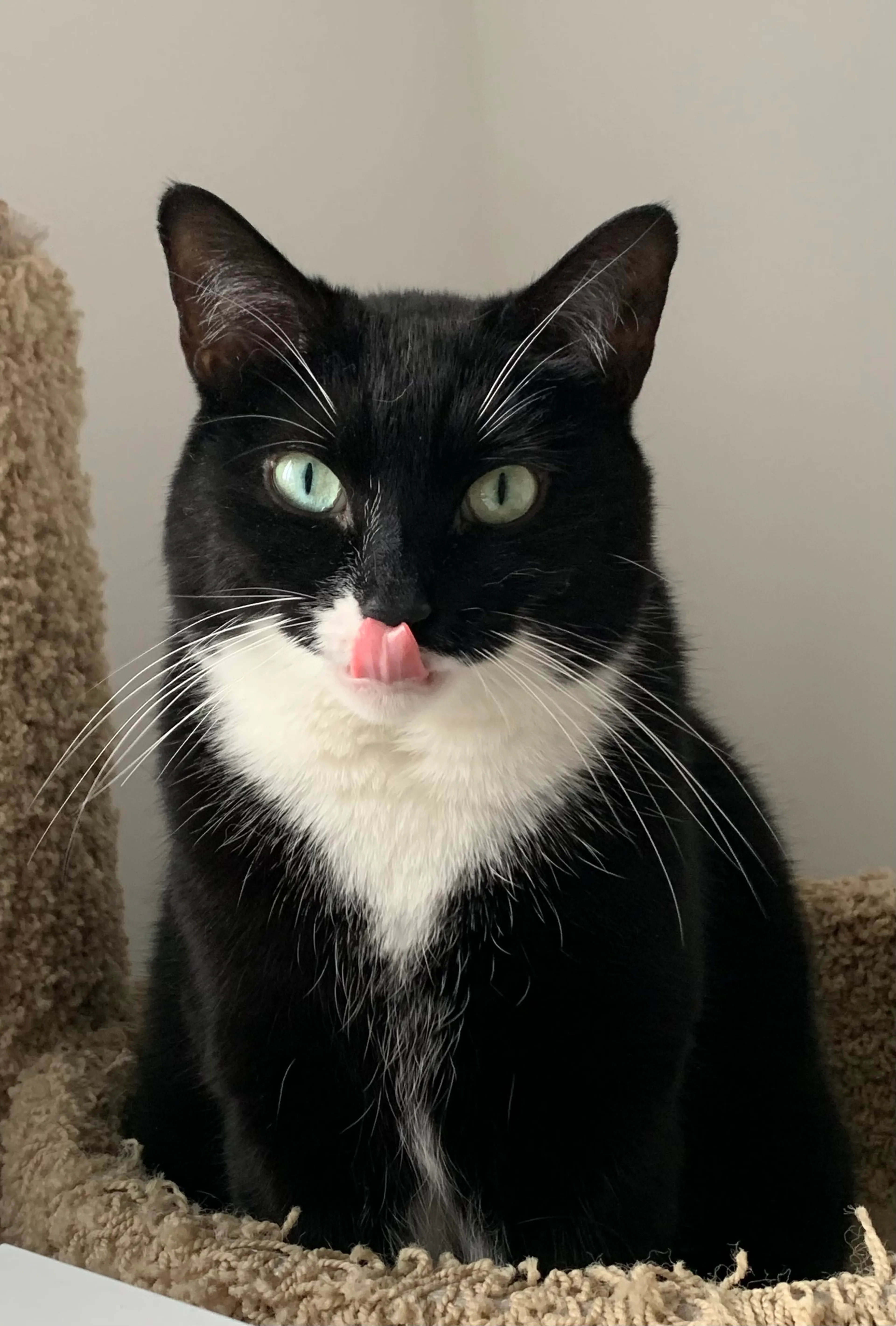 Found pet-1