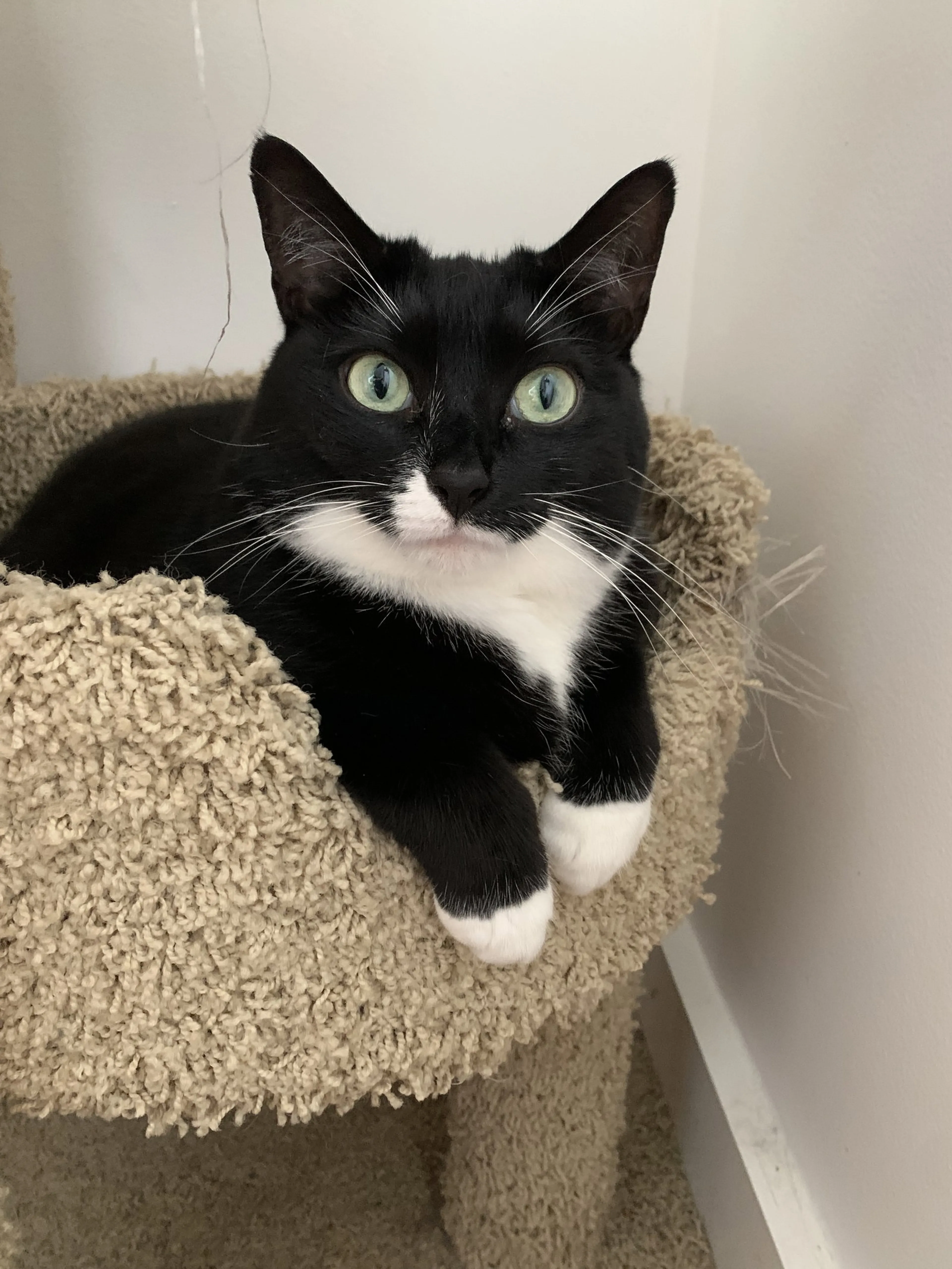 Found pet-2