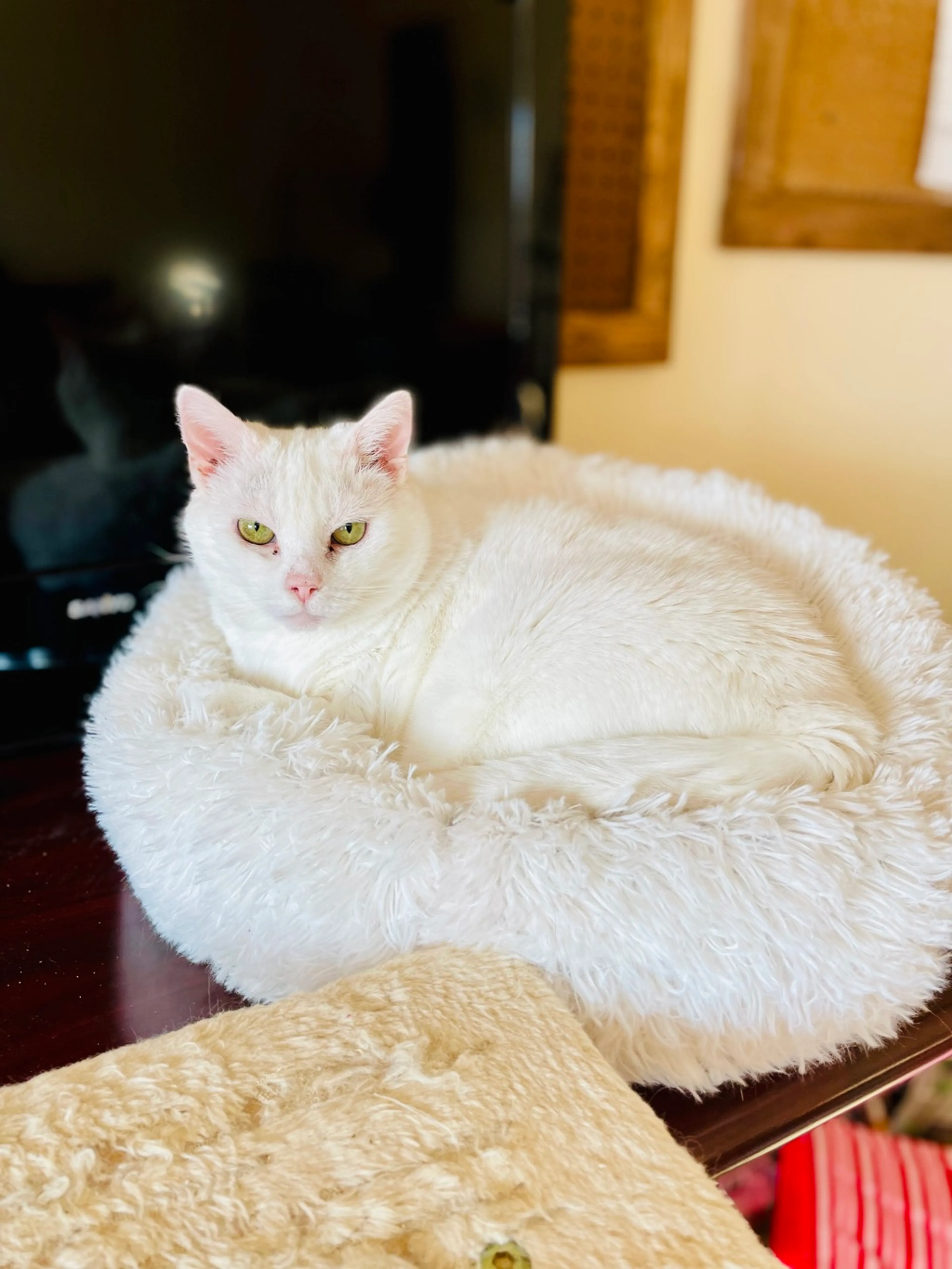 Found pet-2