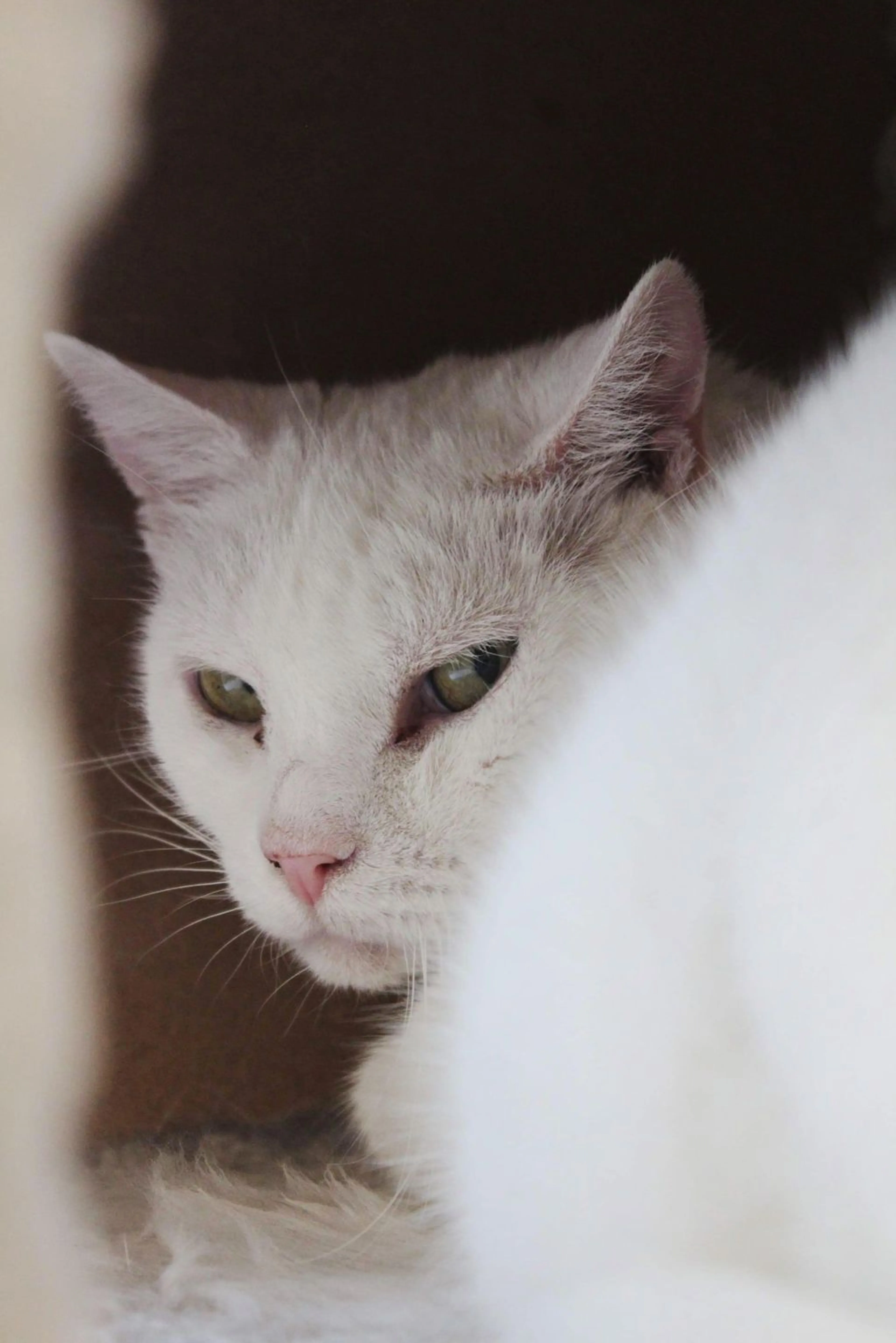 Found pet-3