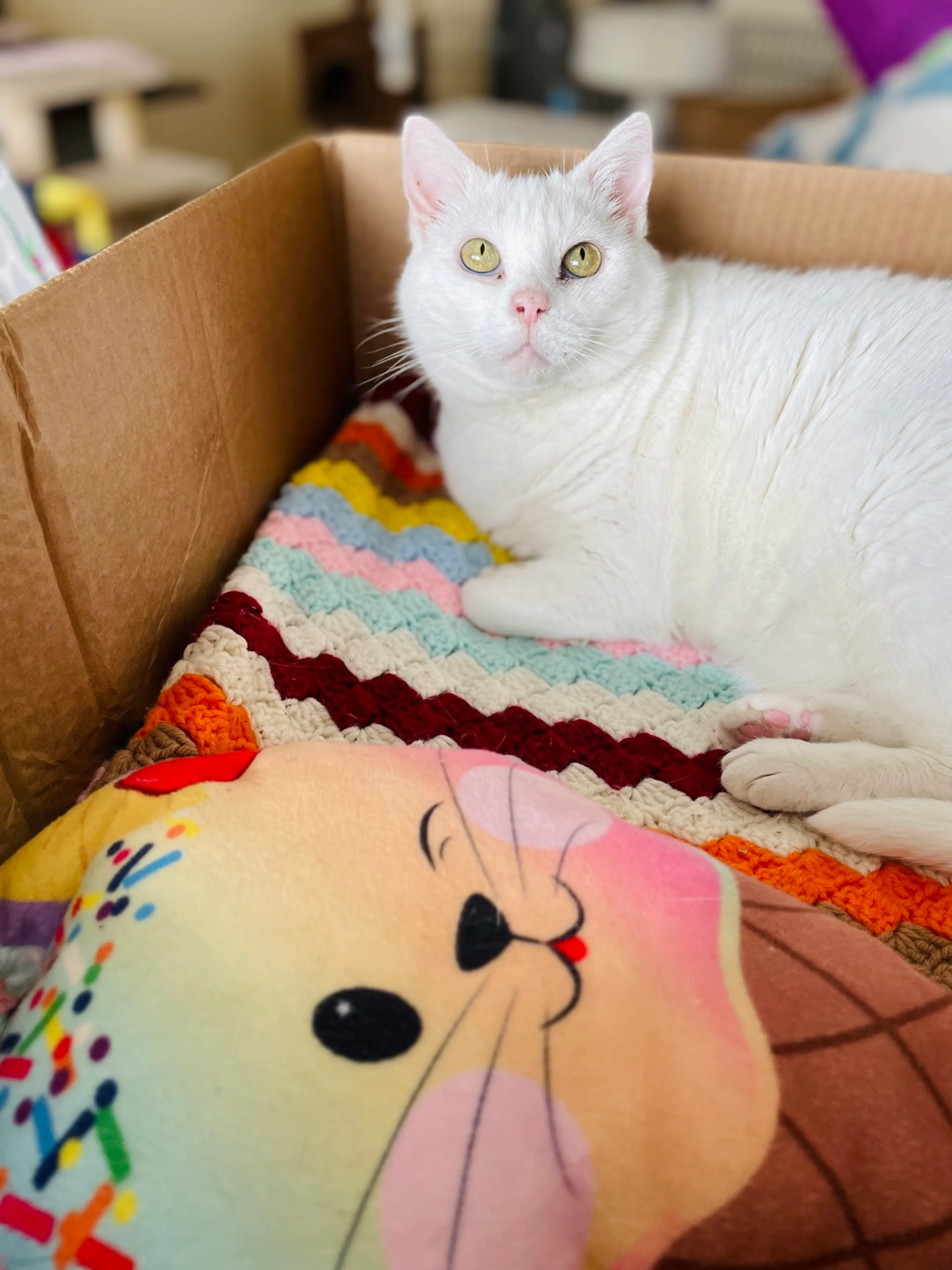 Found pet-1