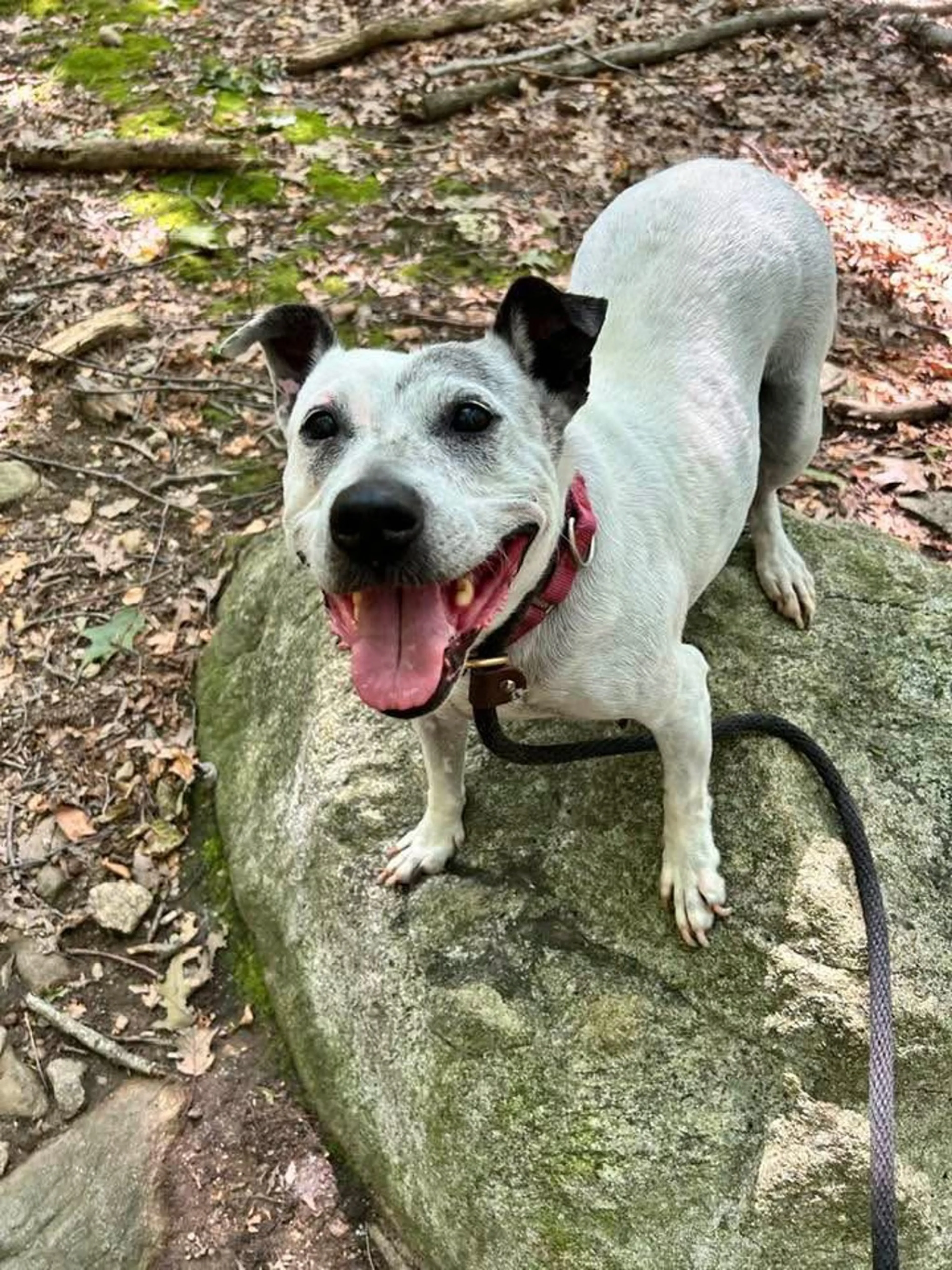 Found pet-1