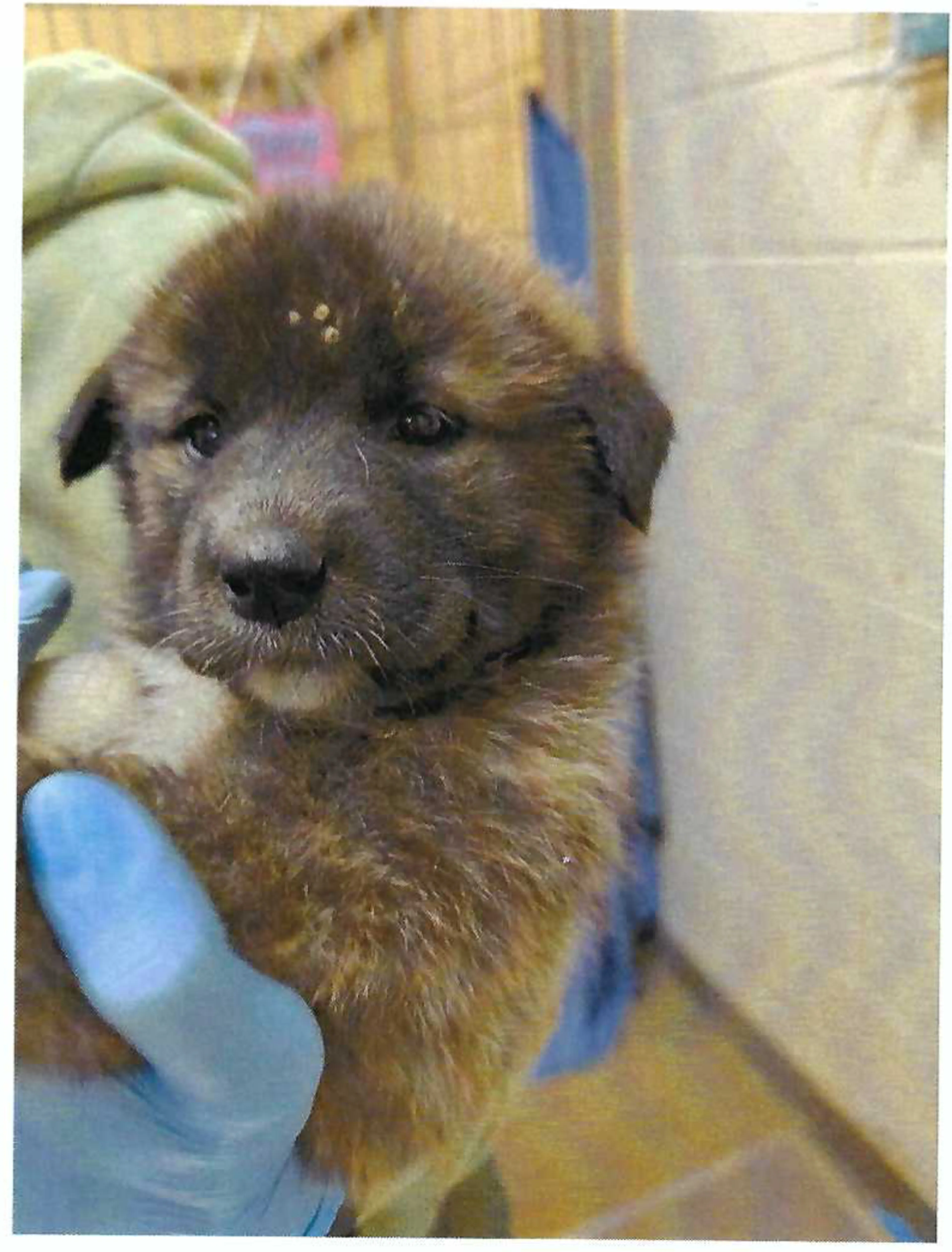 Found pet