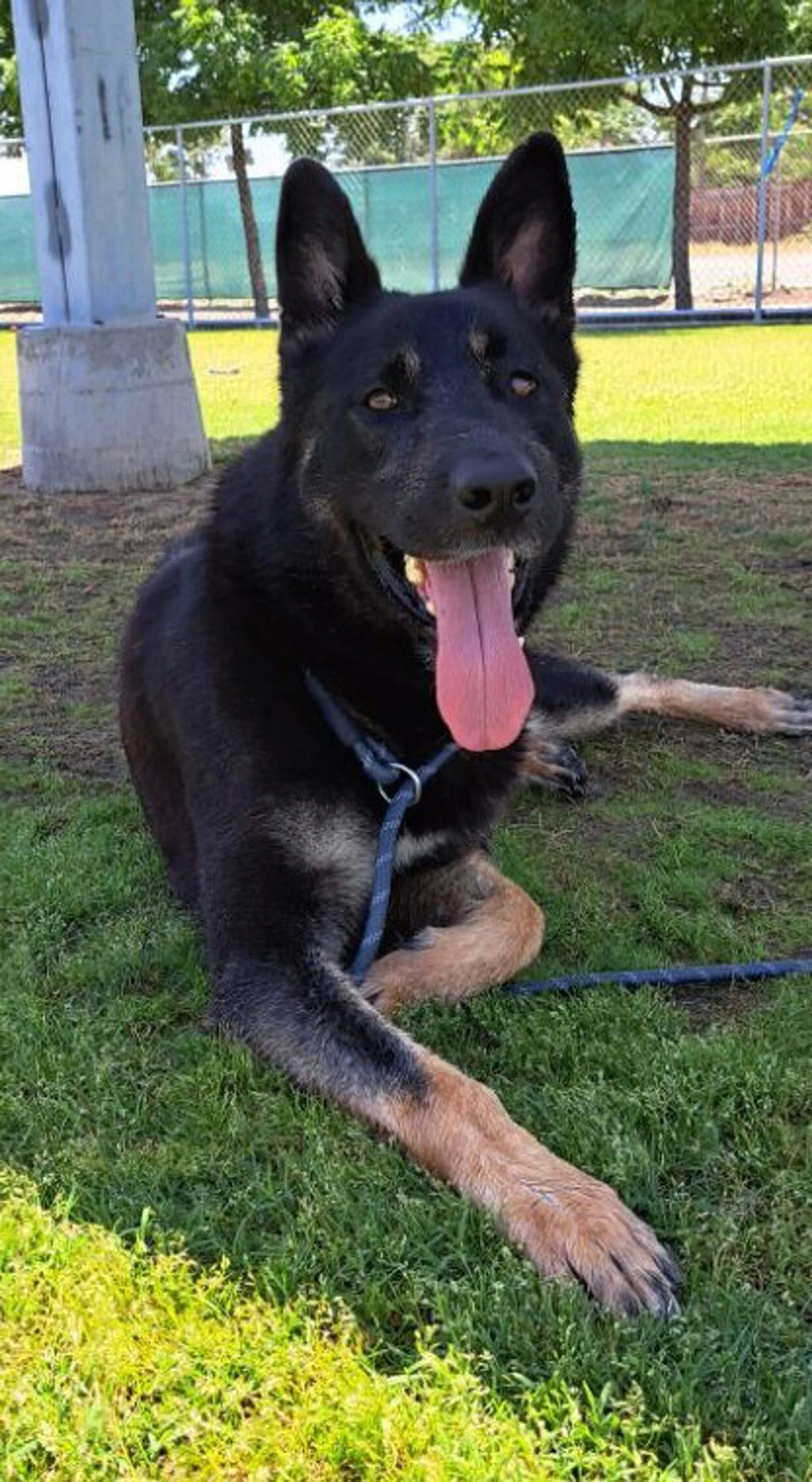 Found pet