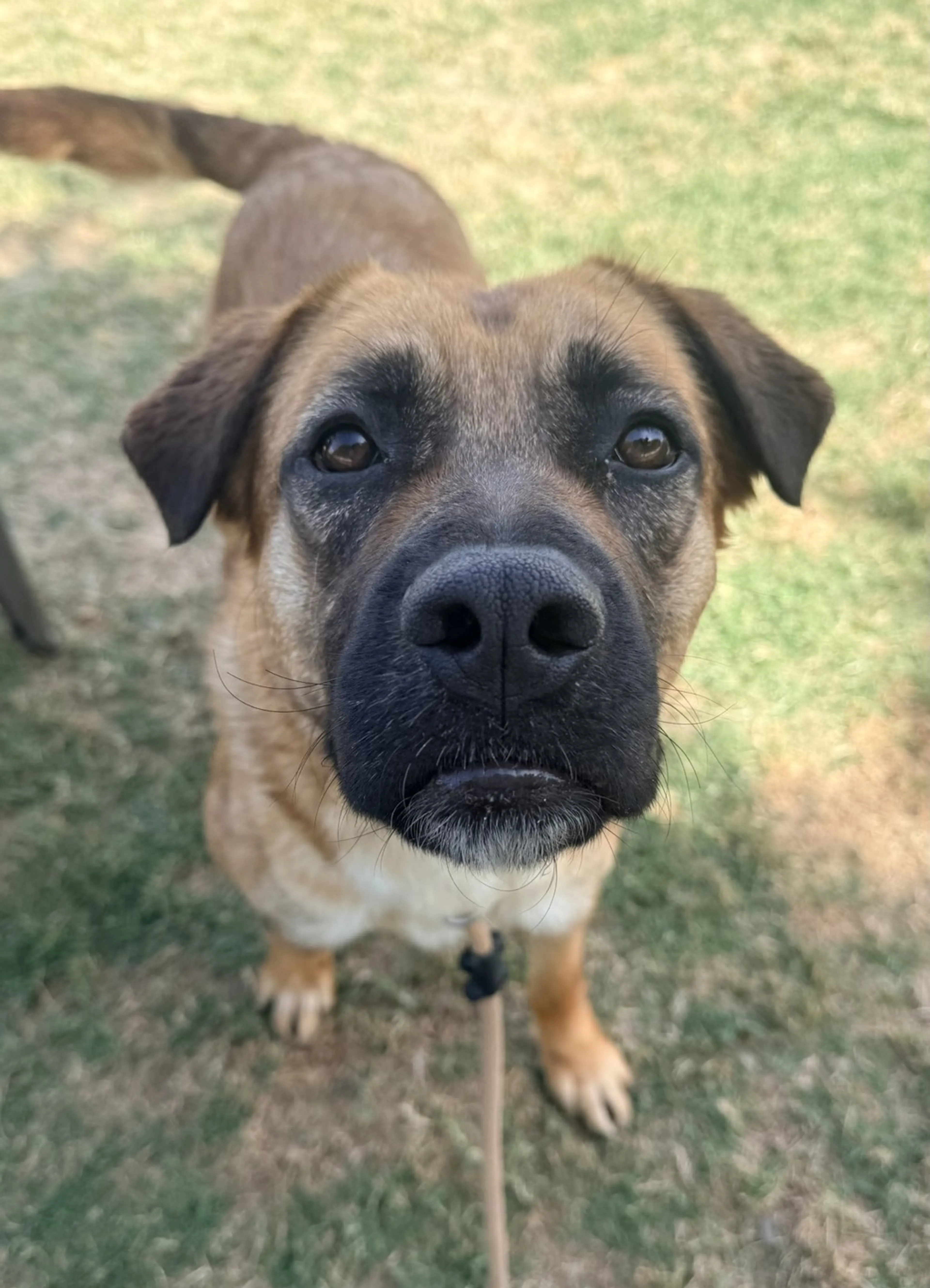 Found pet-3